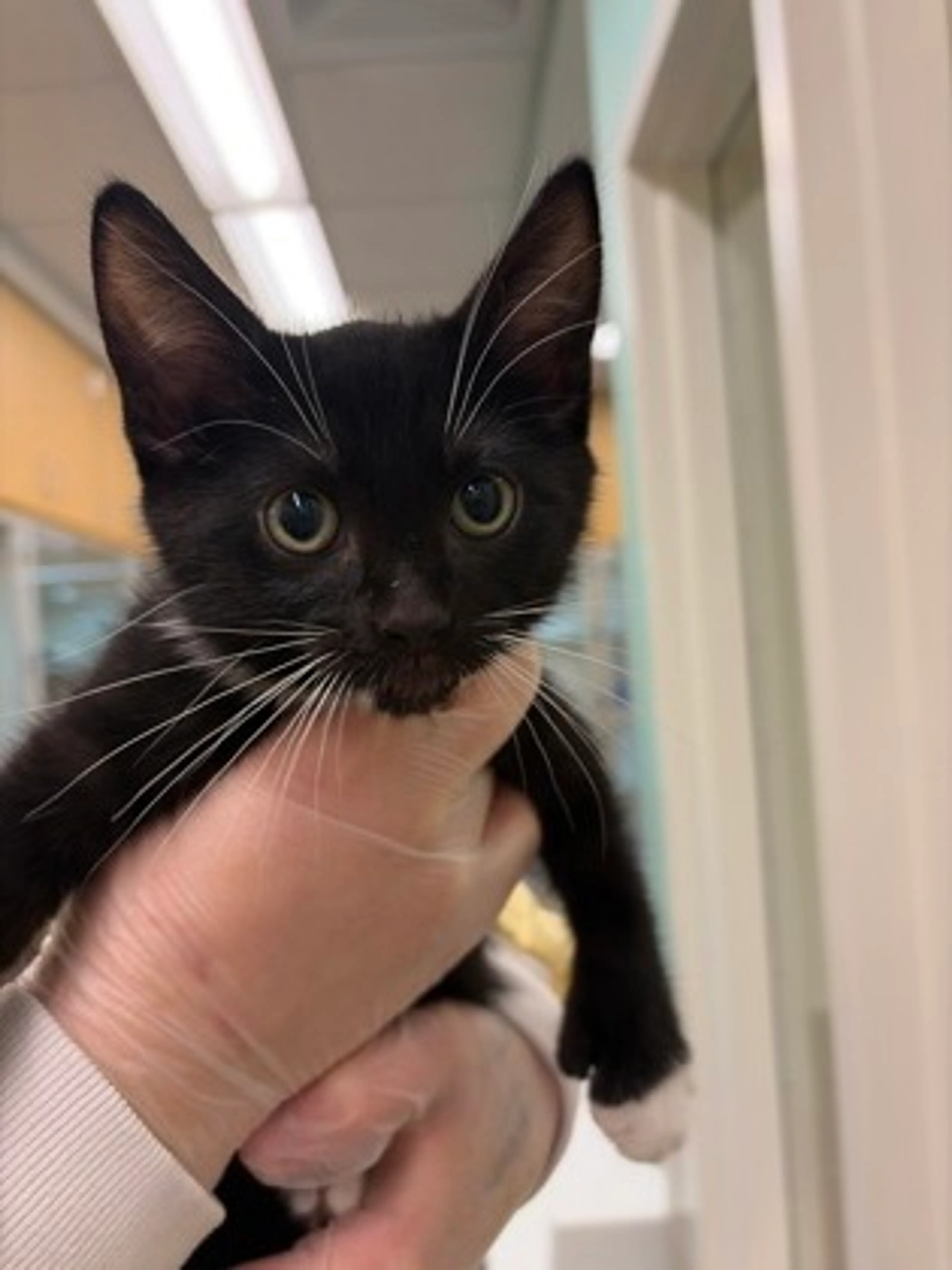Found pet