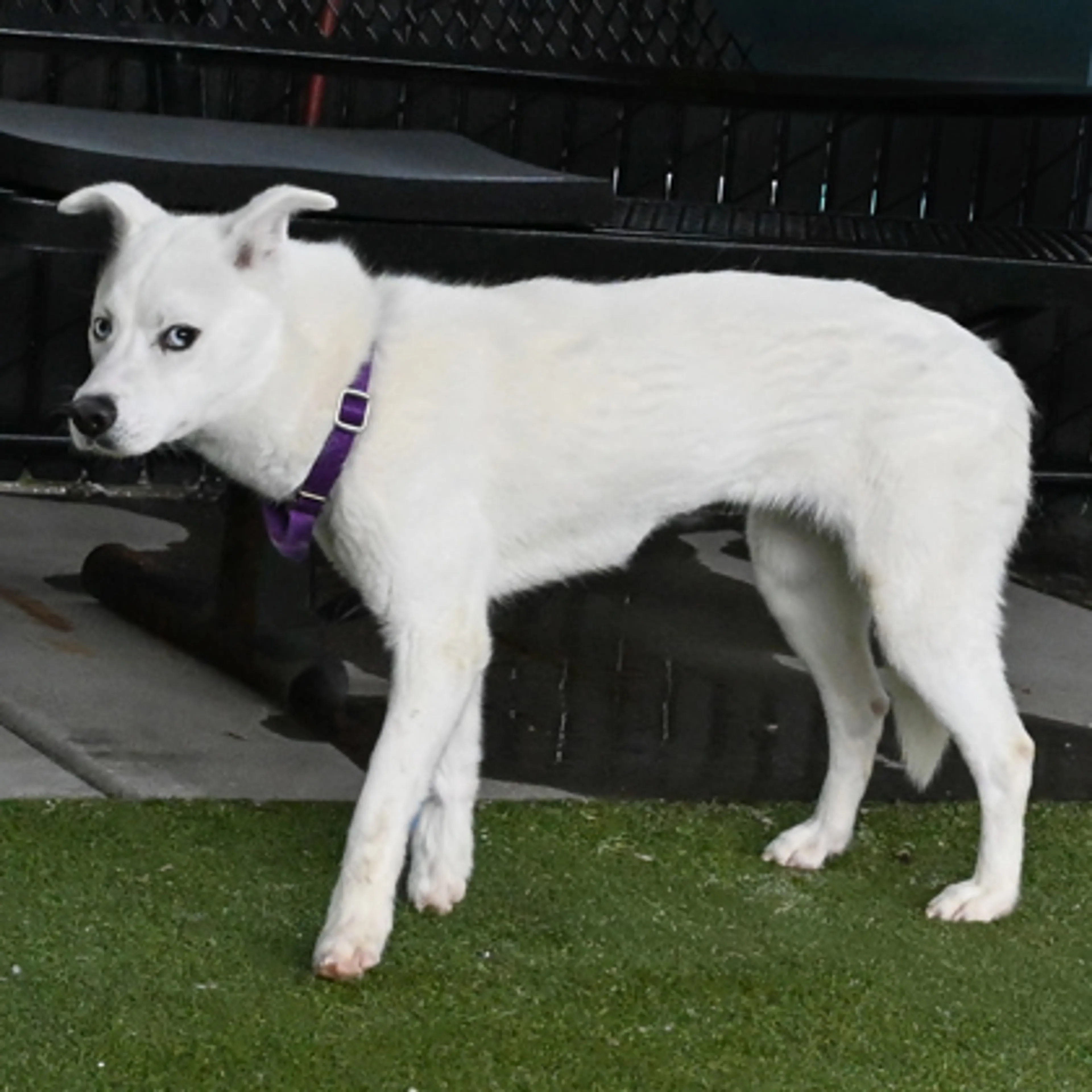 Found pet-2
