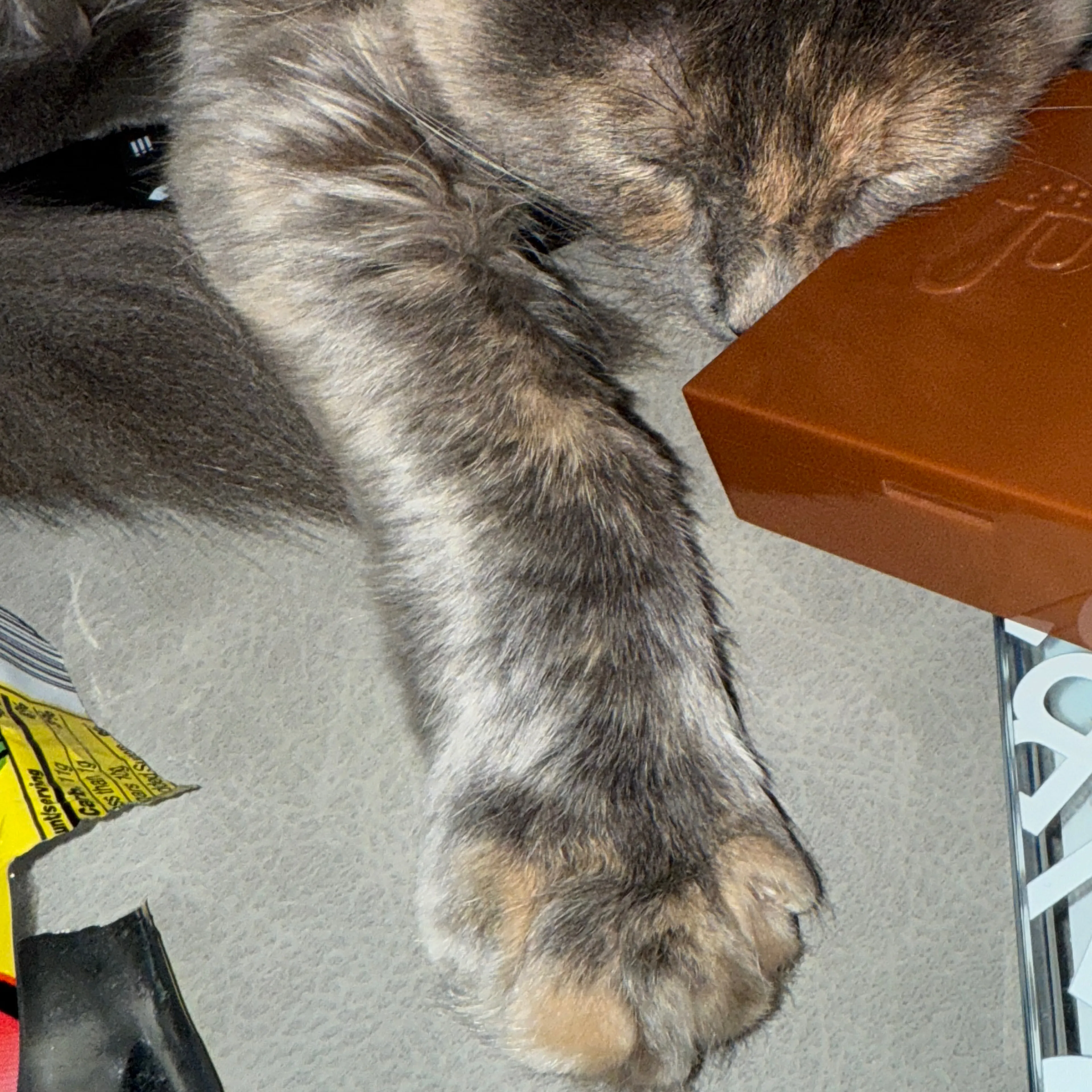 Lost pet-3