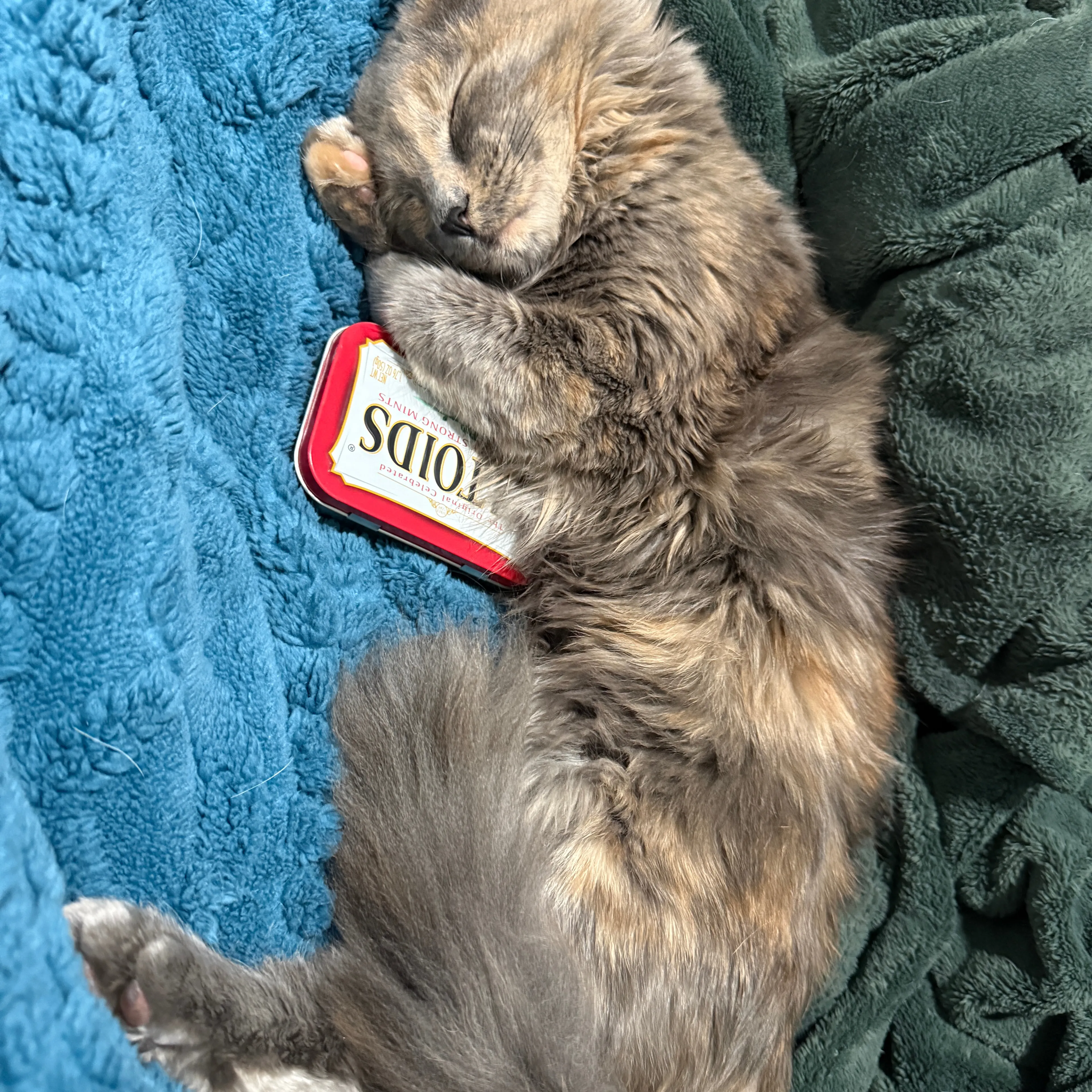 Lost pet-1