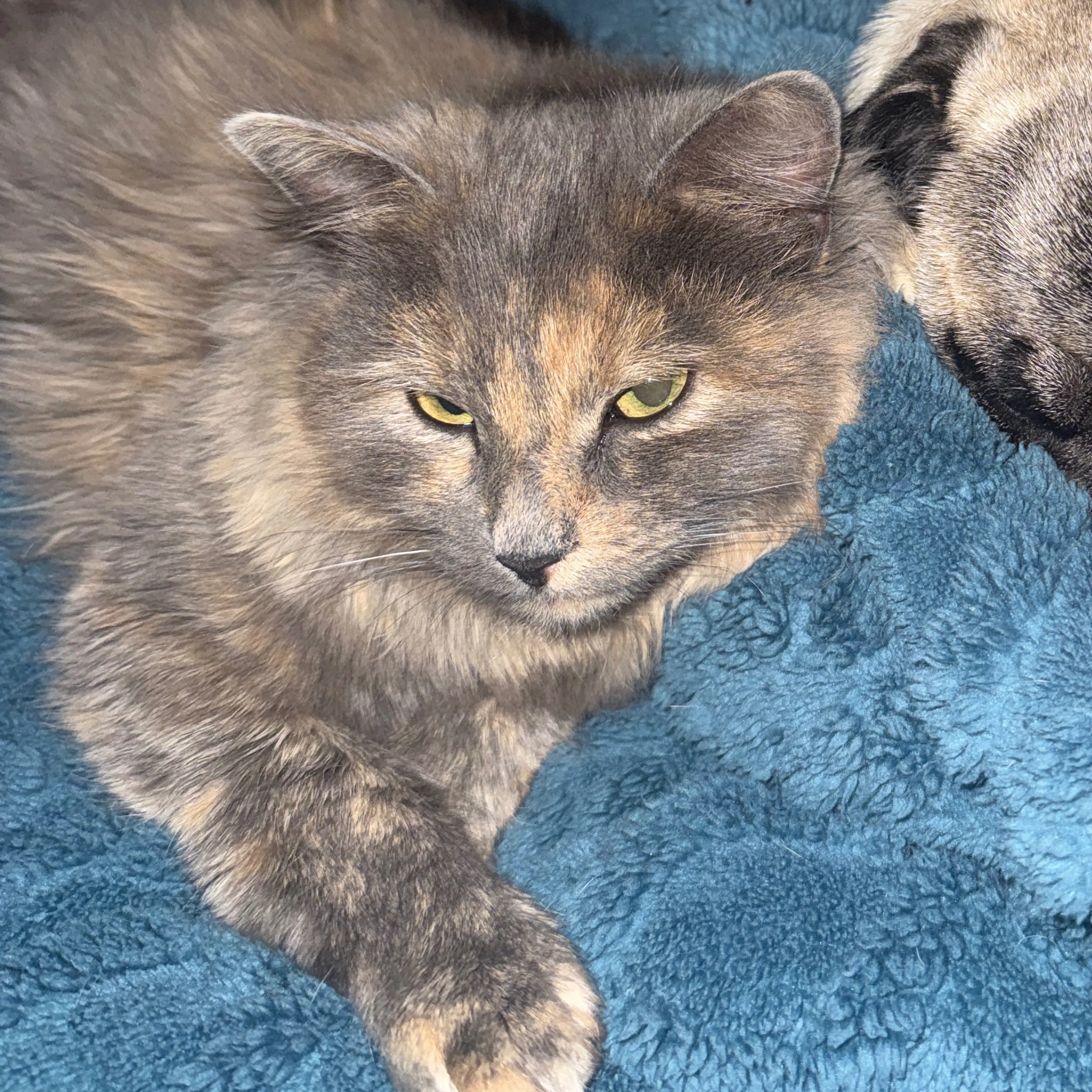 Lost pet-2