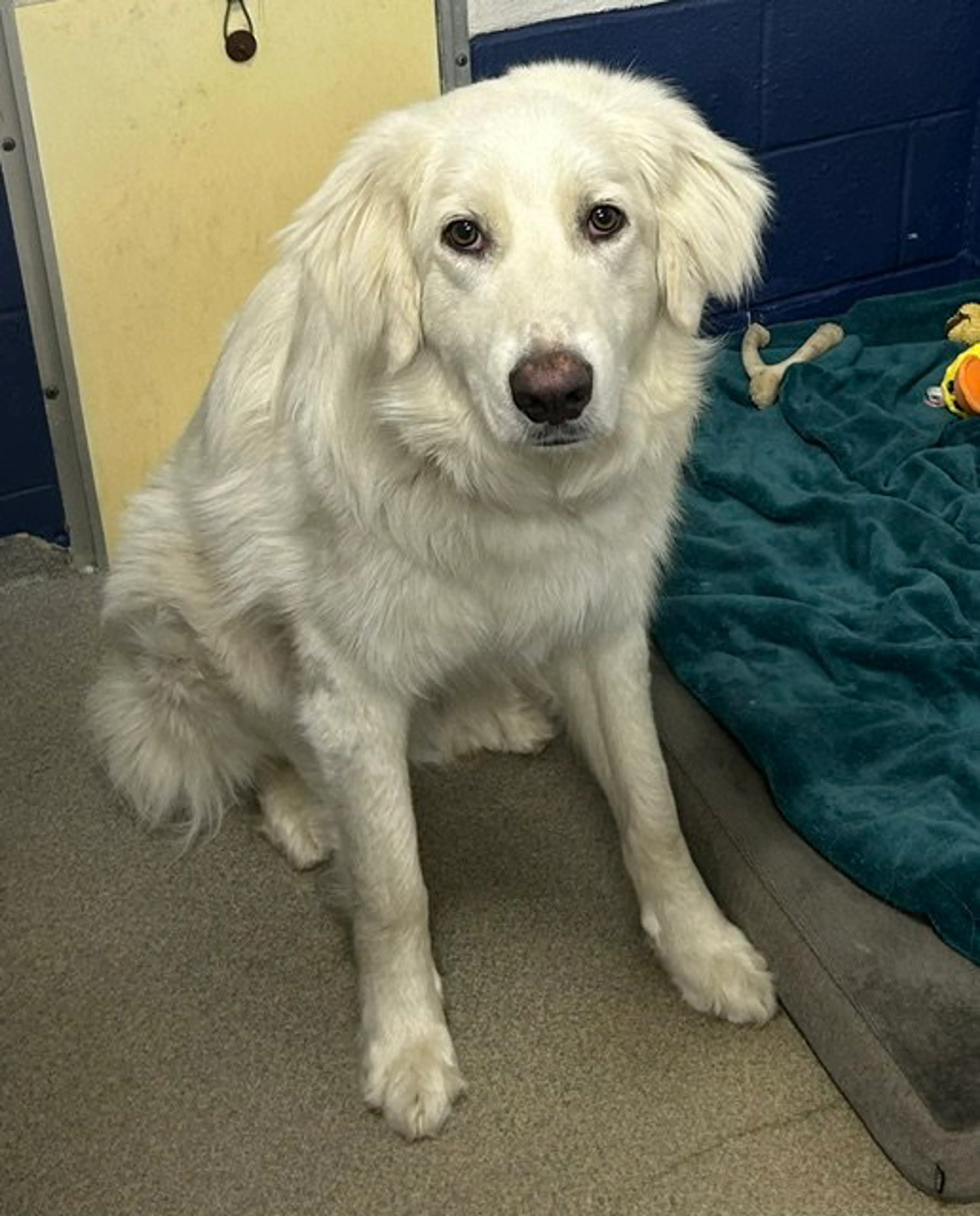Found pet