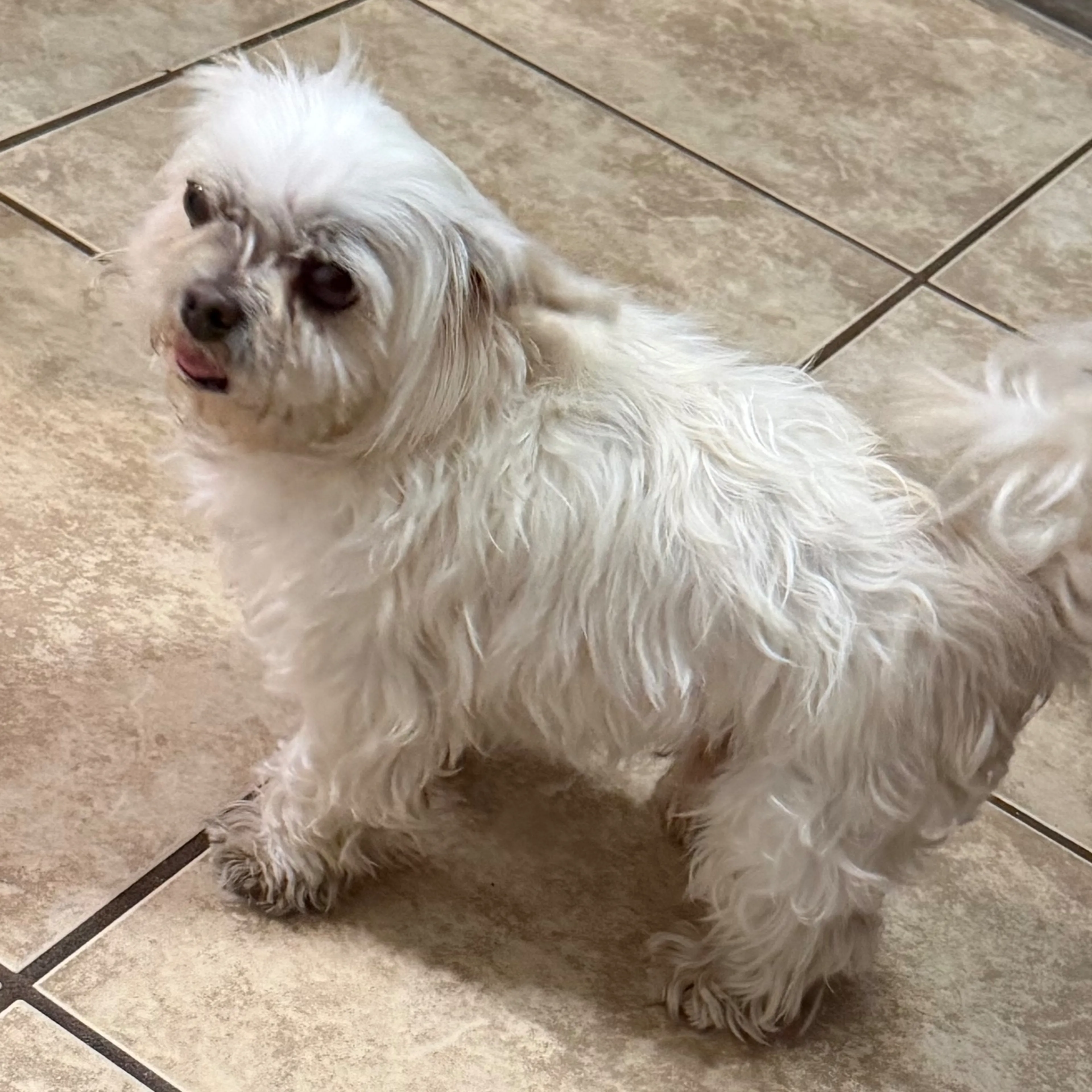 Found pet