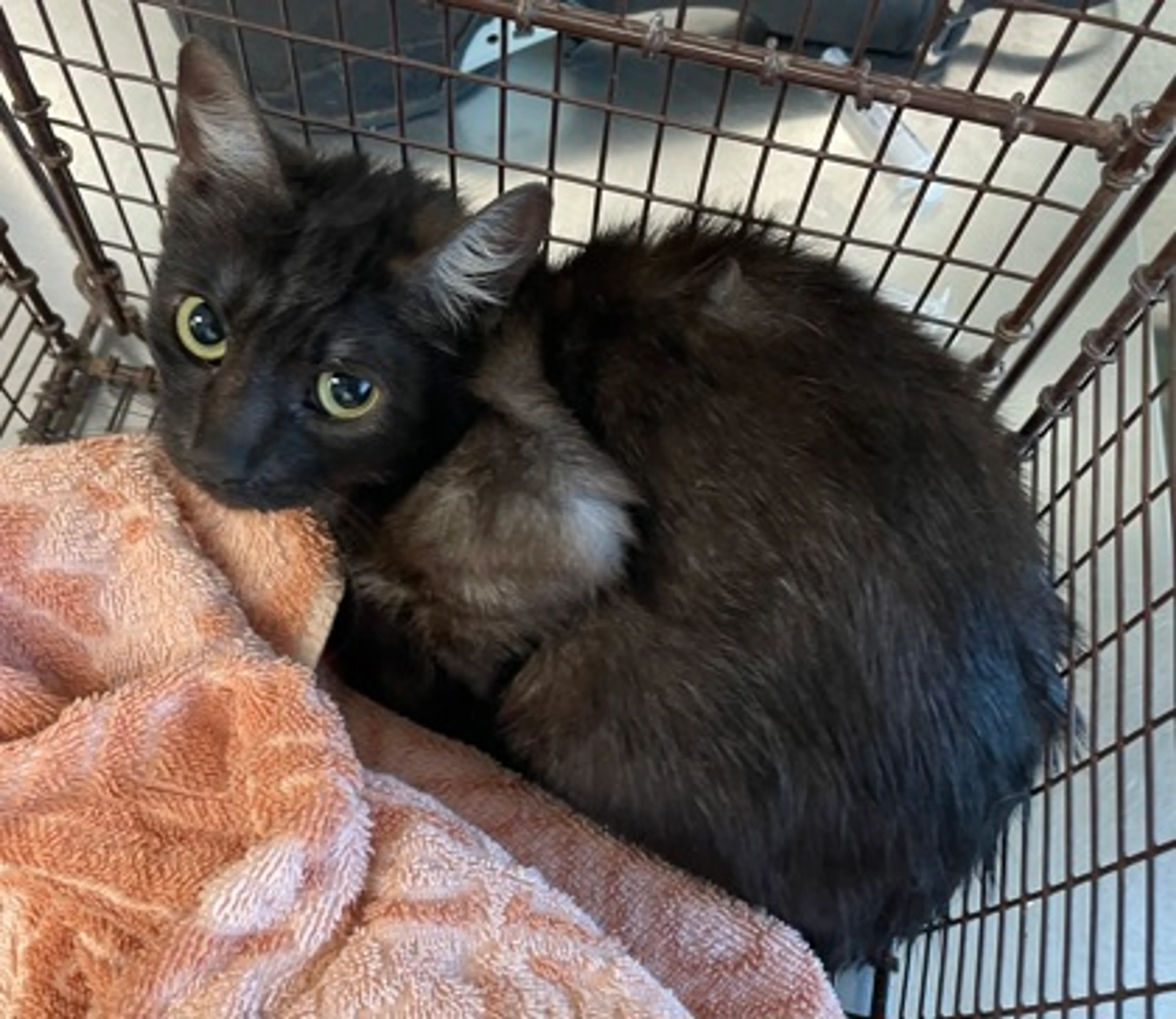 Found pet