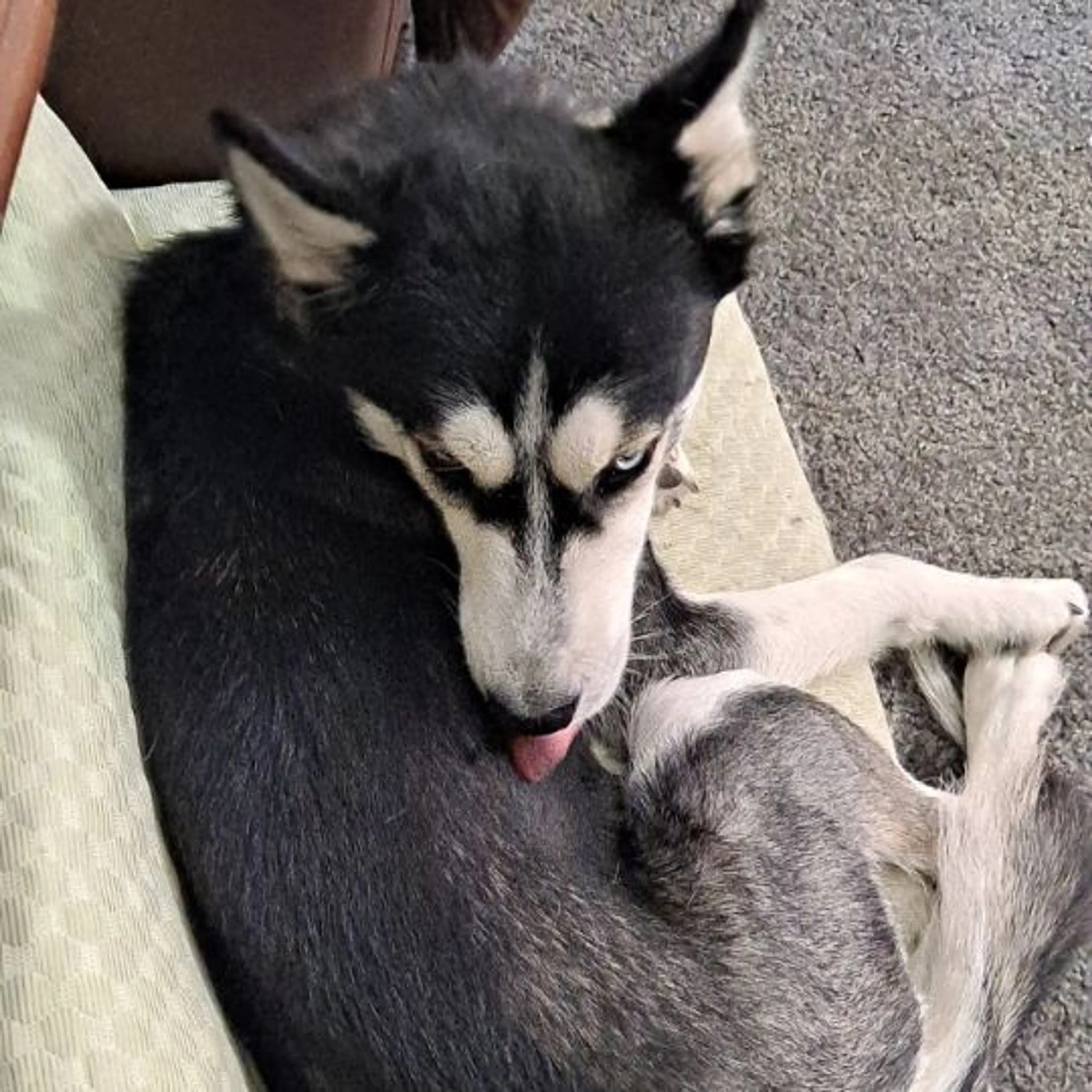 Lost pet