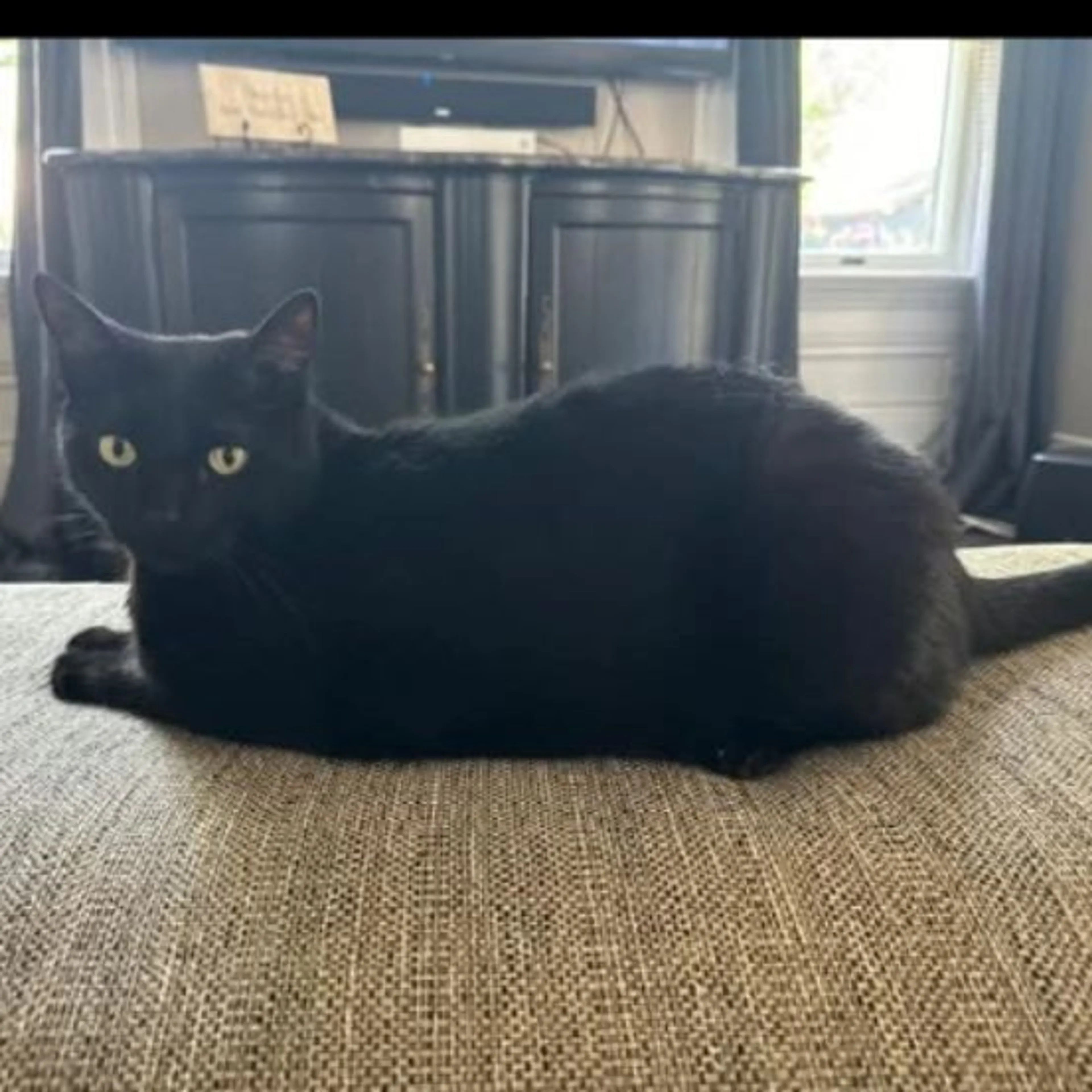 Lost pet