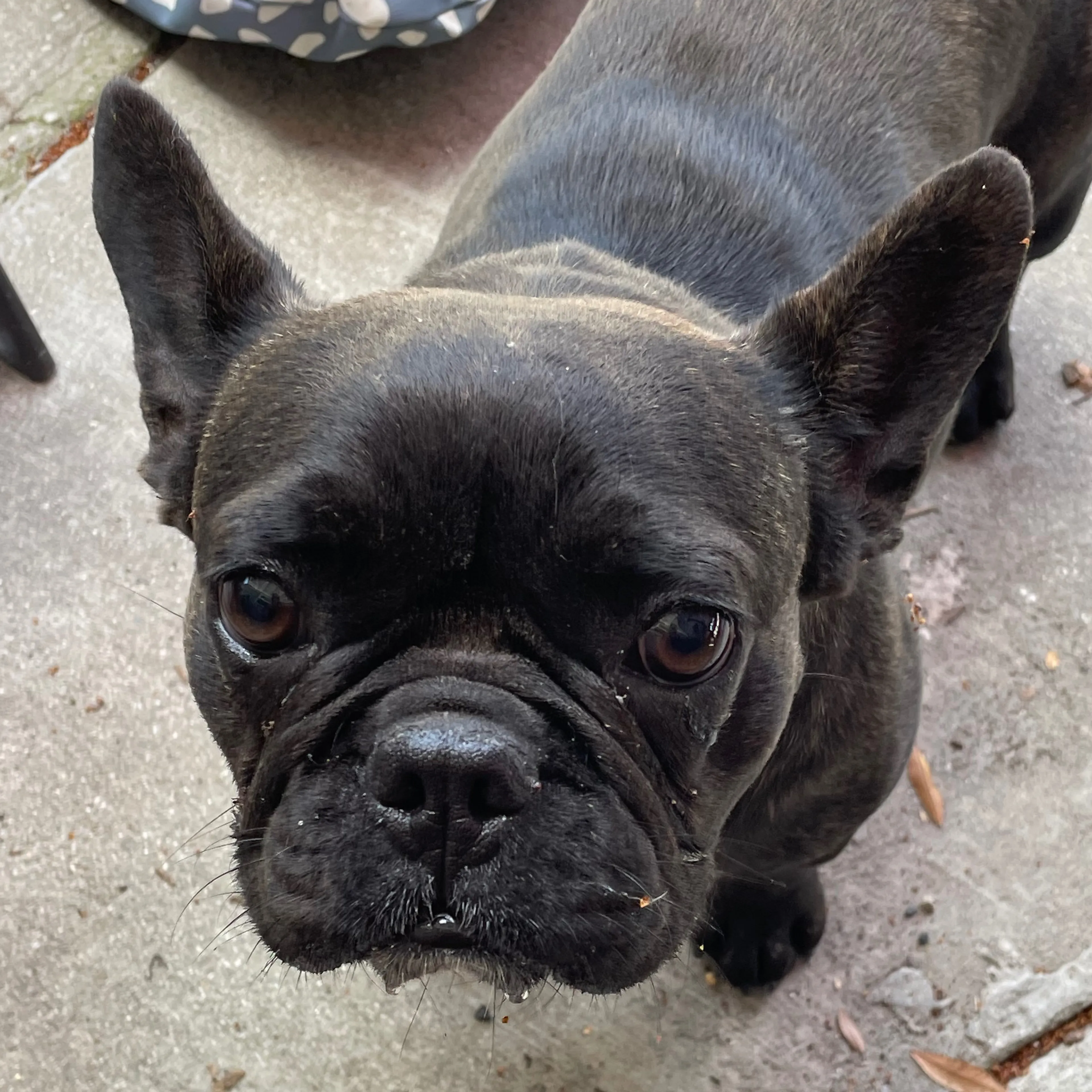 Found pet-2