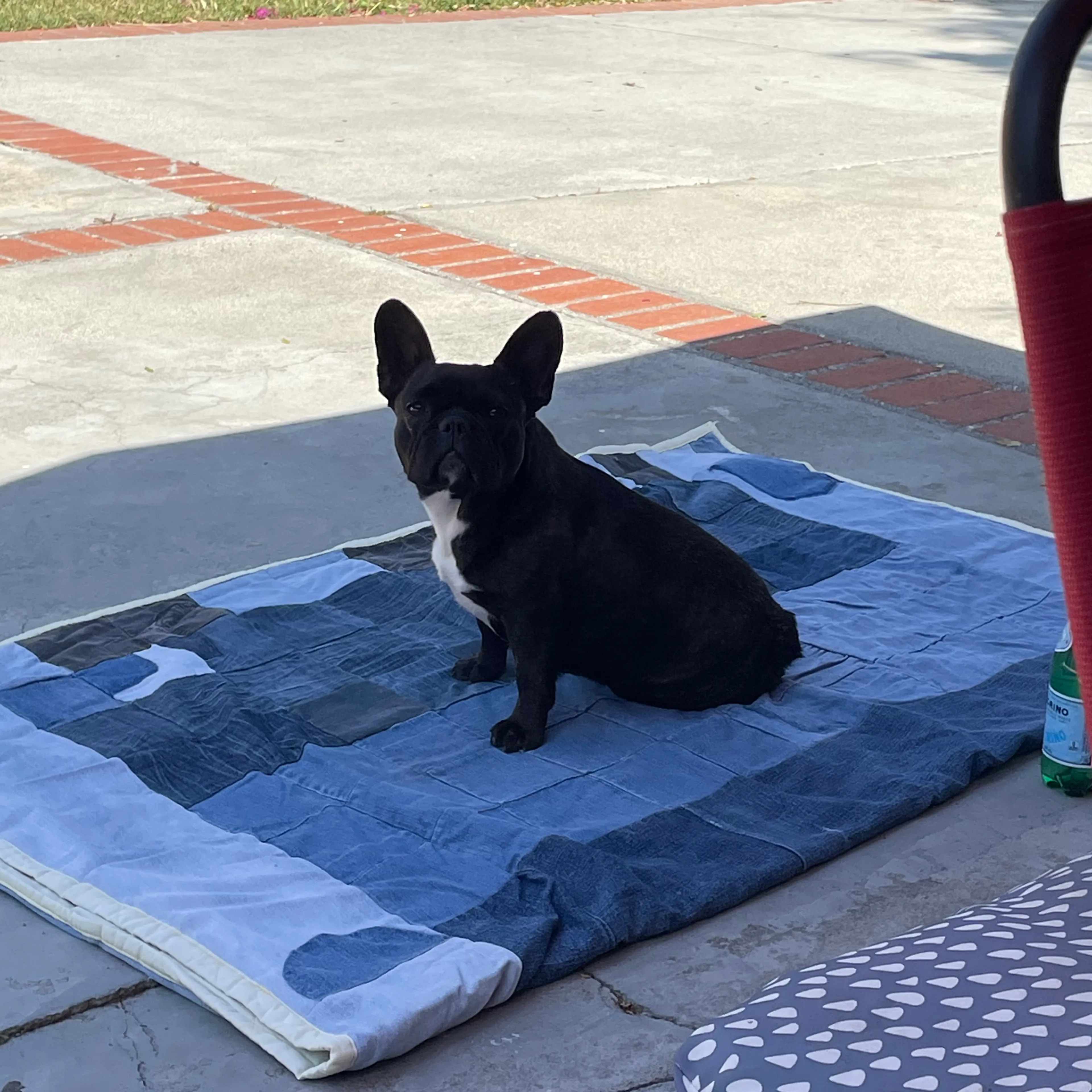 Found pet-1