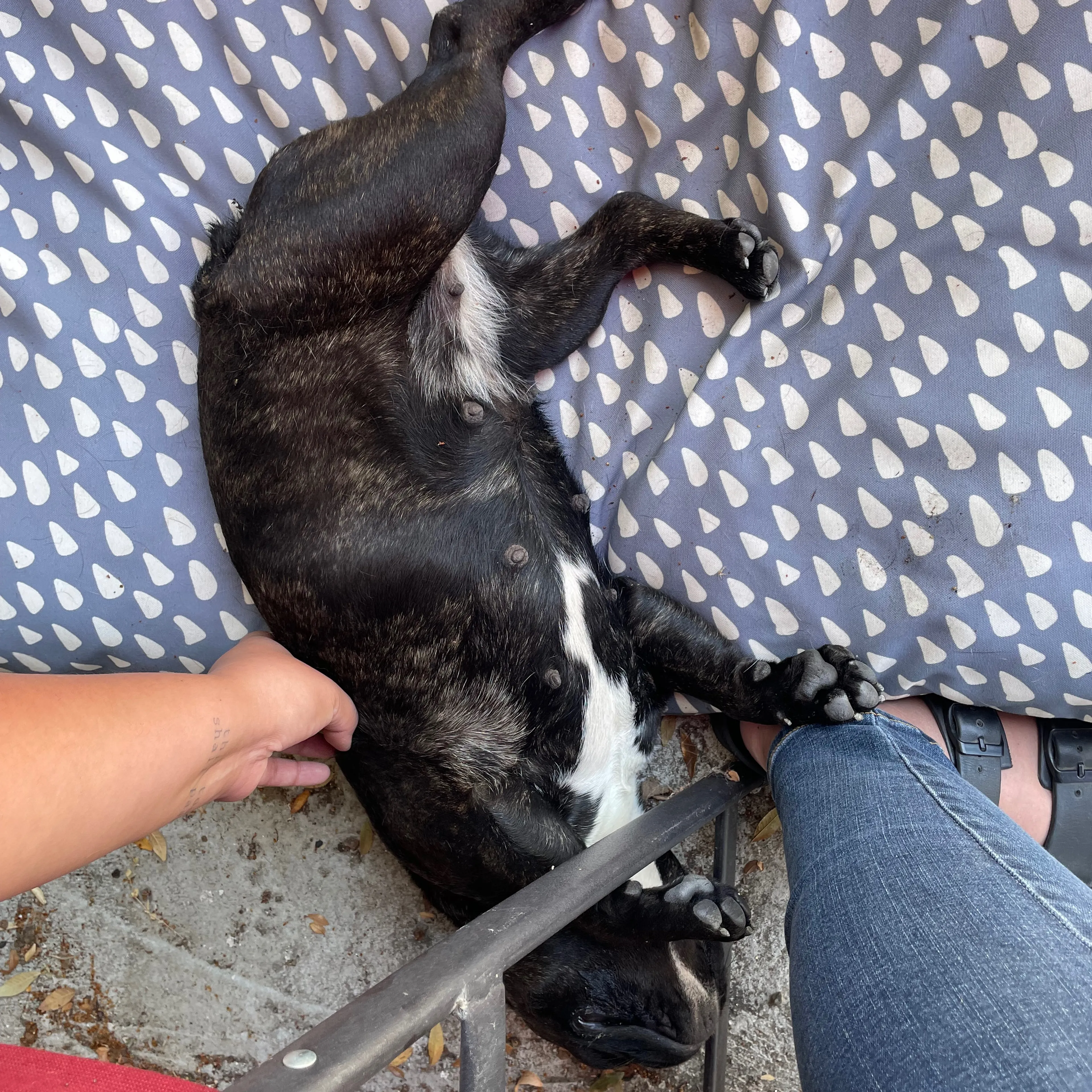 Found pet-3