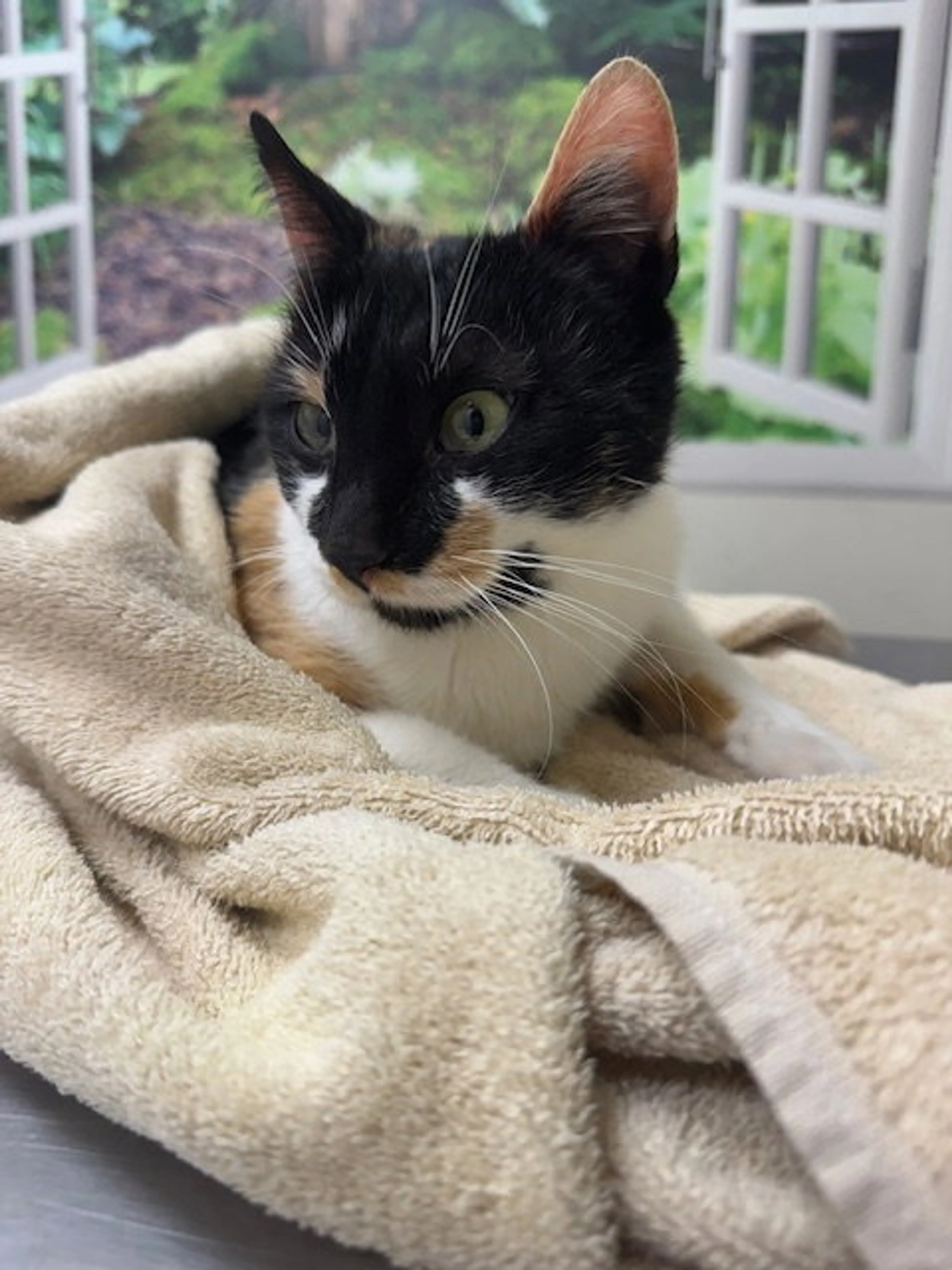 Found pet