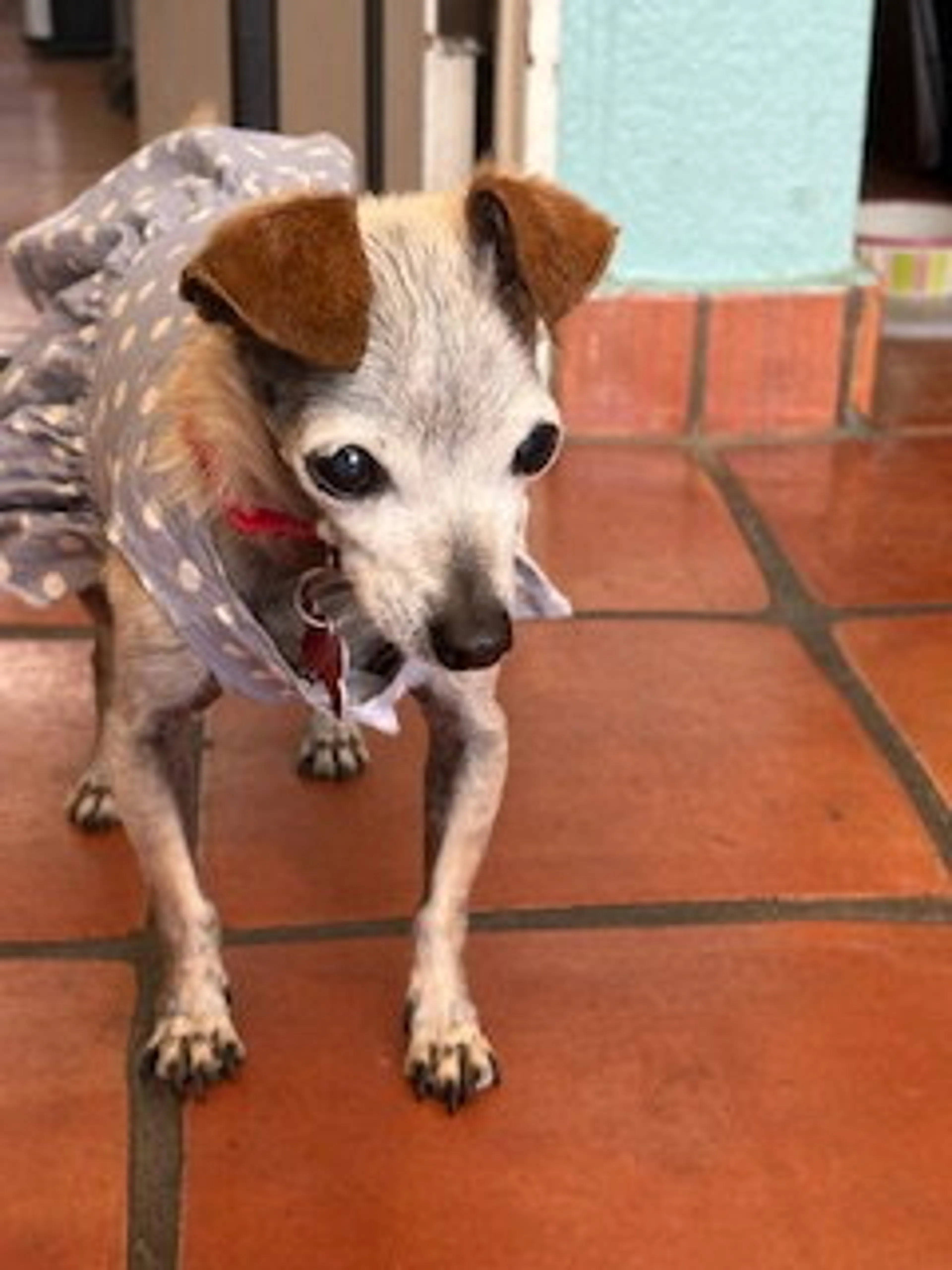Found pet-4