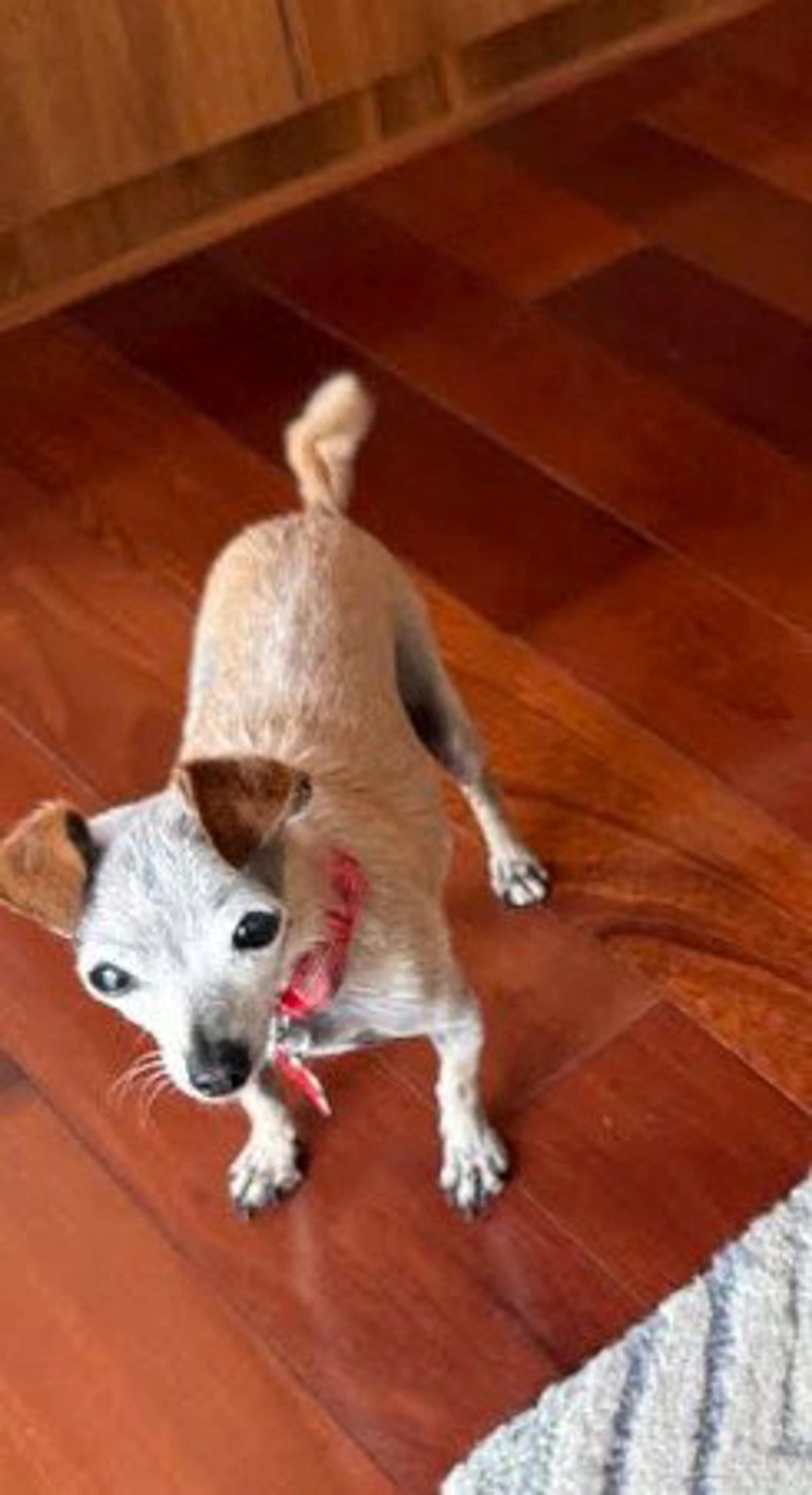 Found pet-3