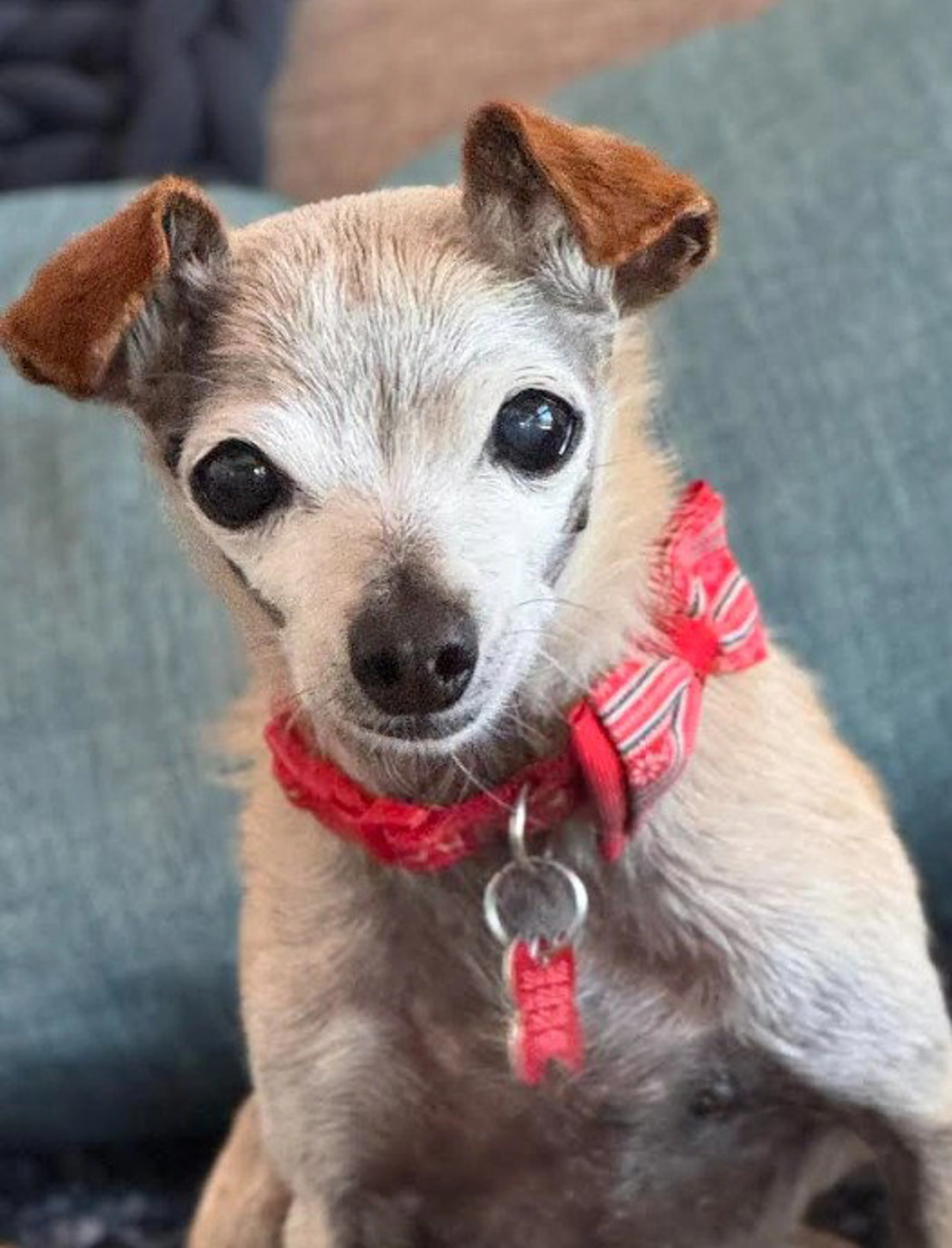 Found pet-1
