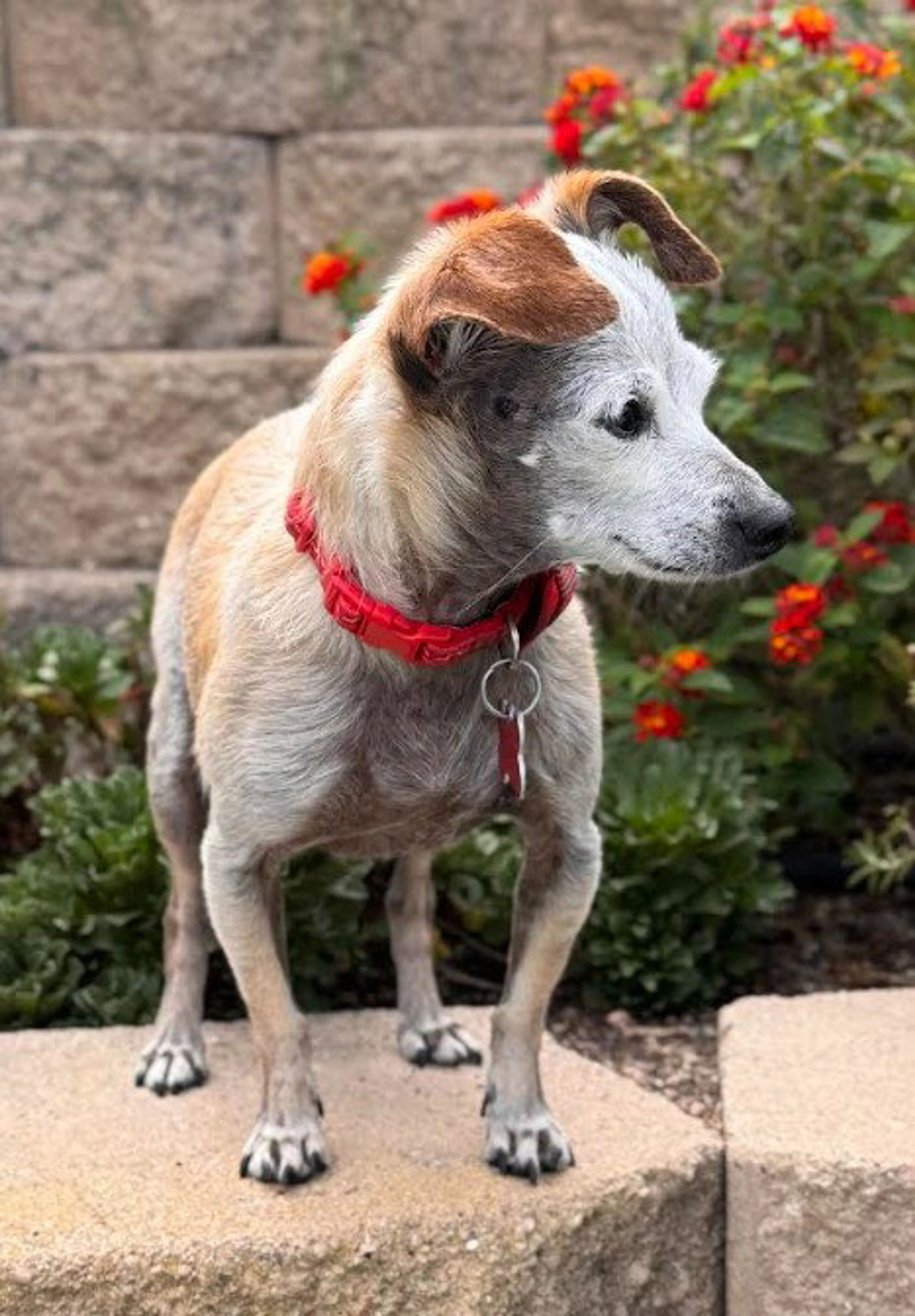 Found pet-2