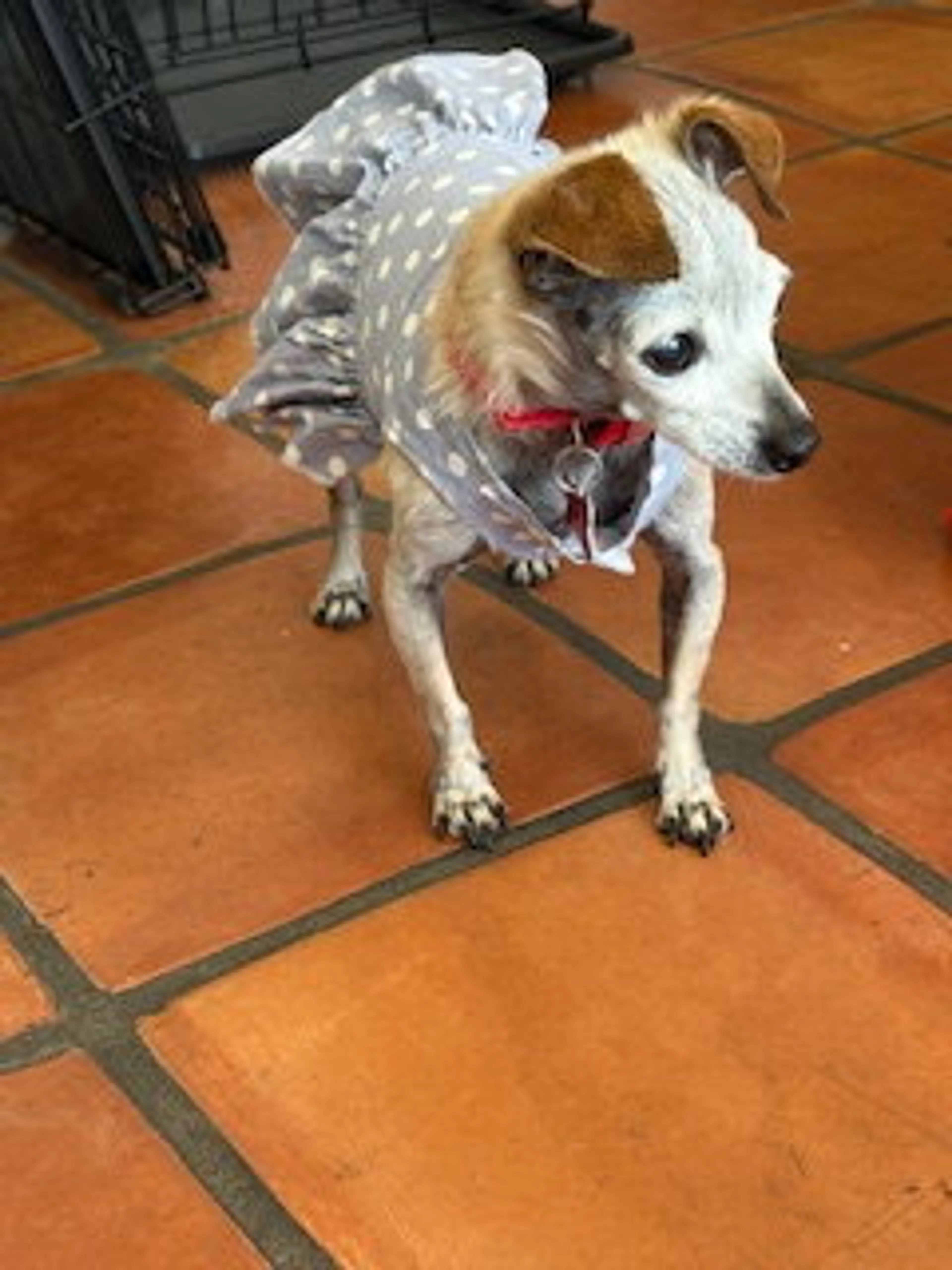 Found pet-5