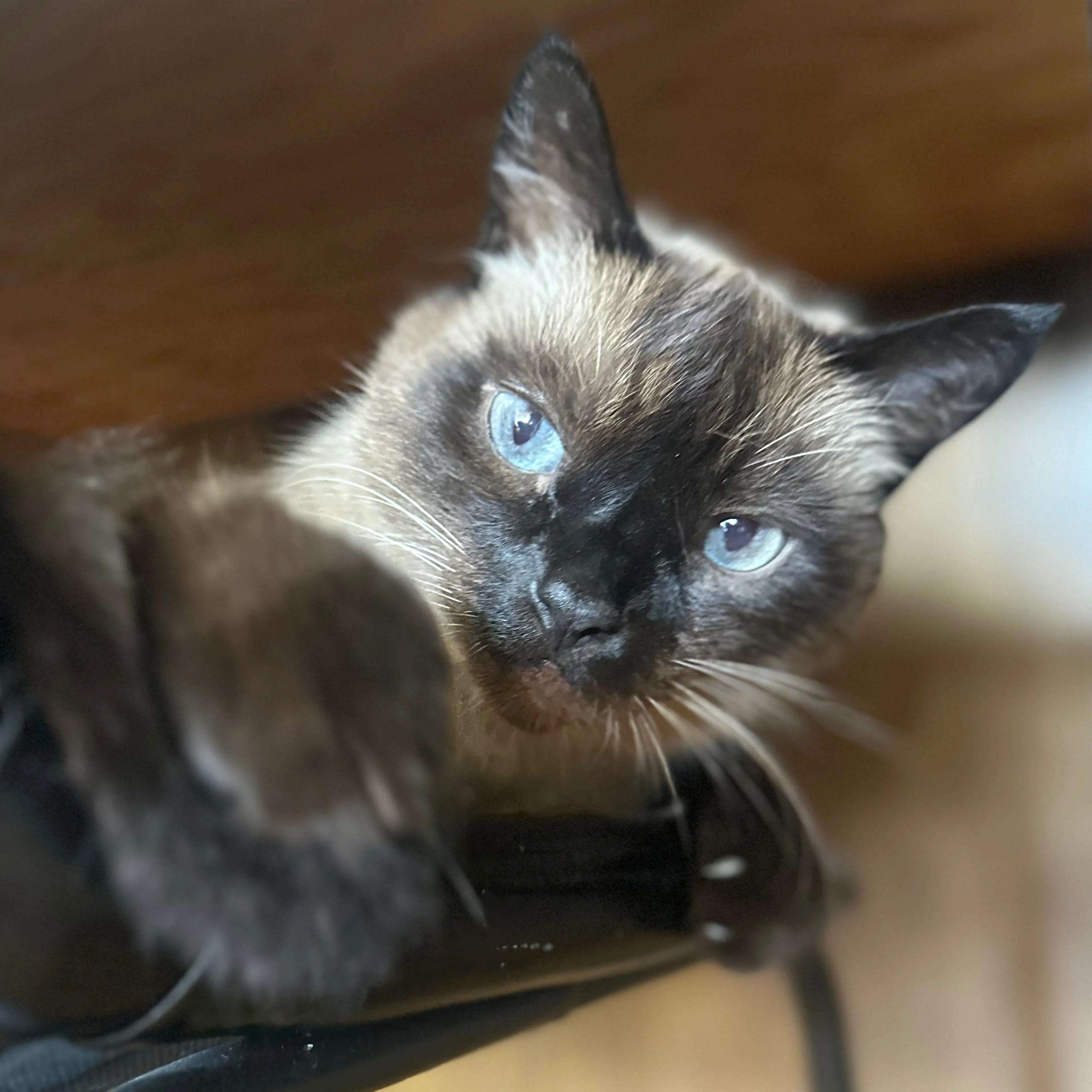 Lost pet-2