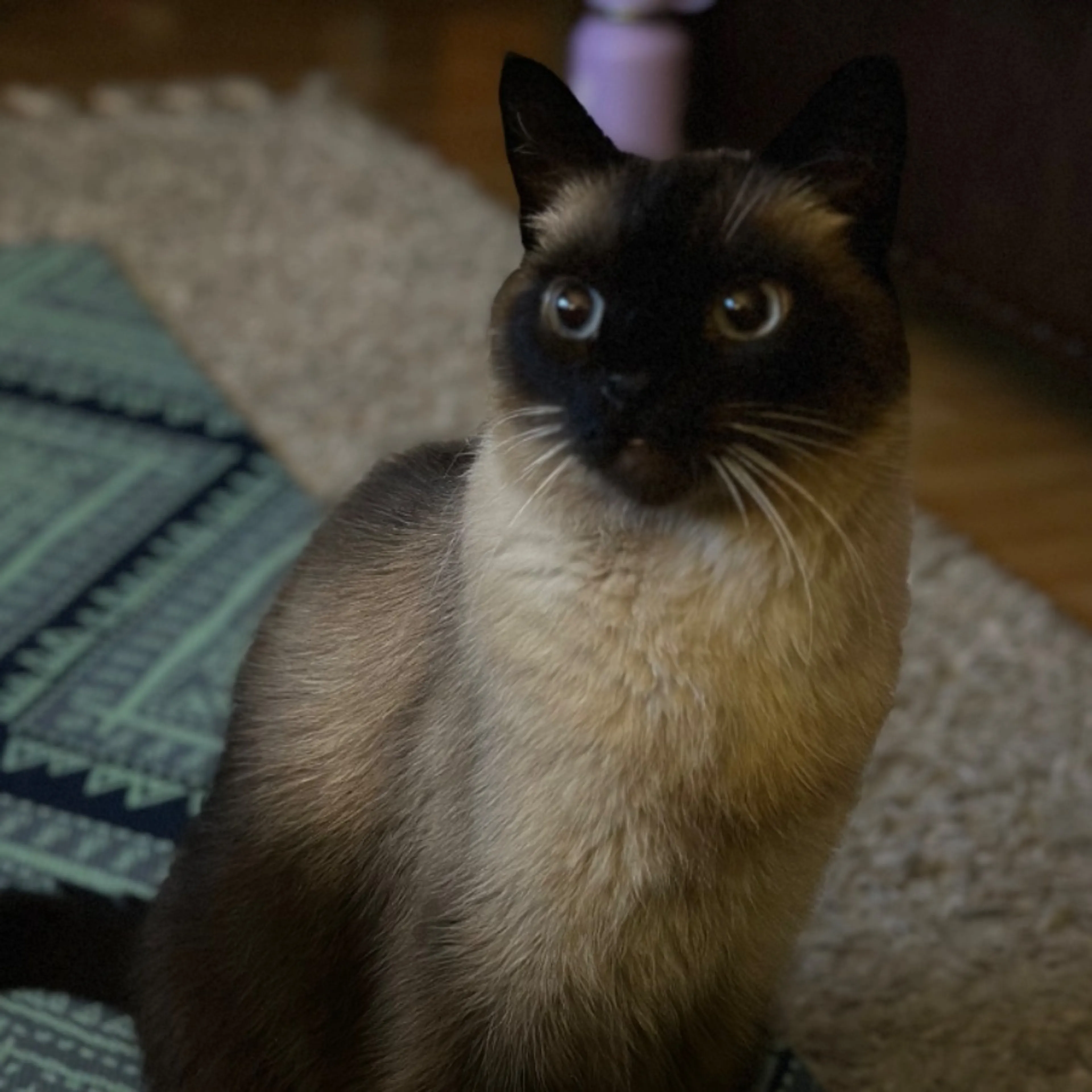 Lost pet-0