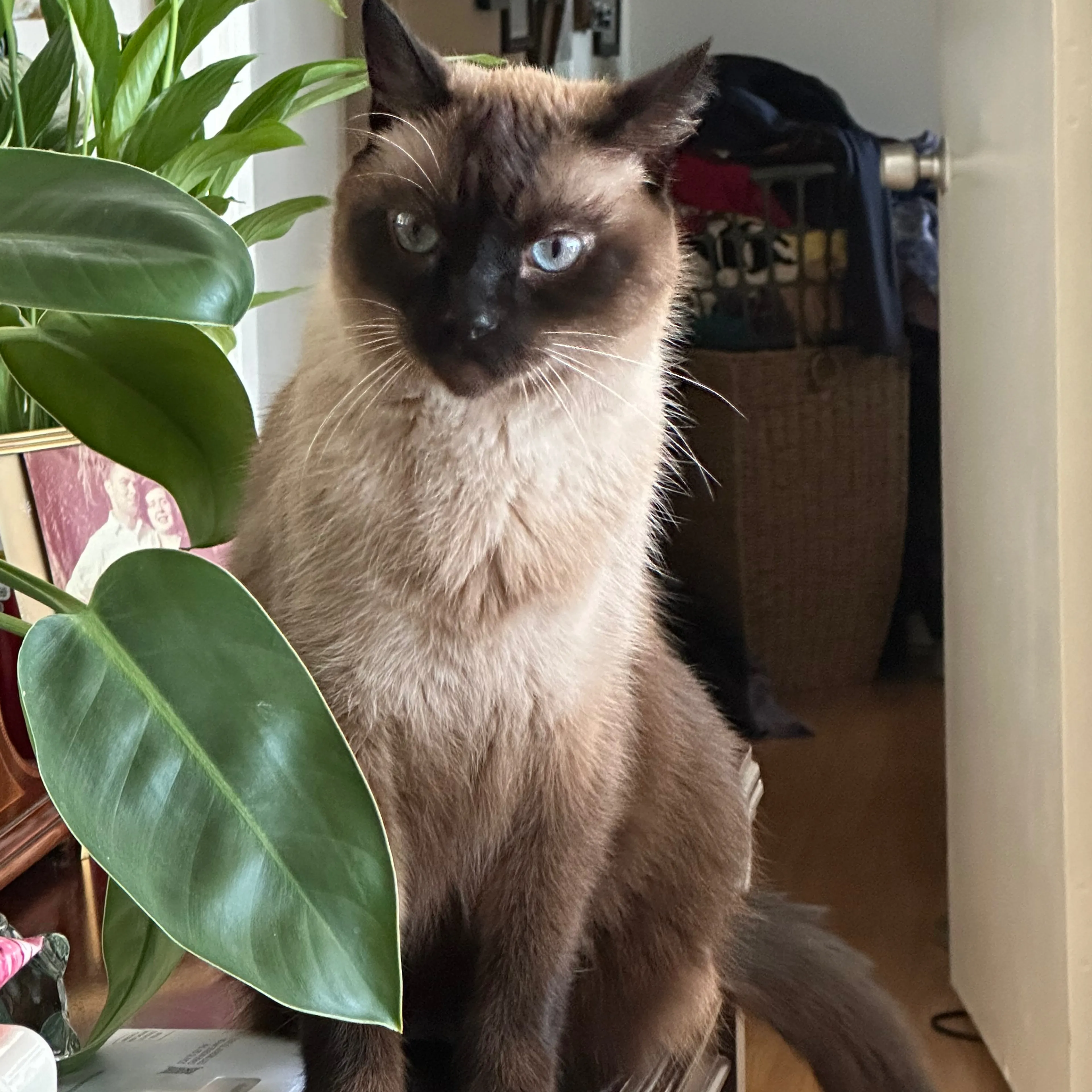 Lost pet-1