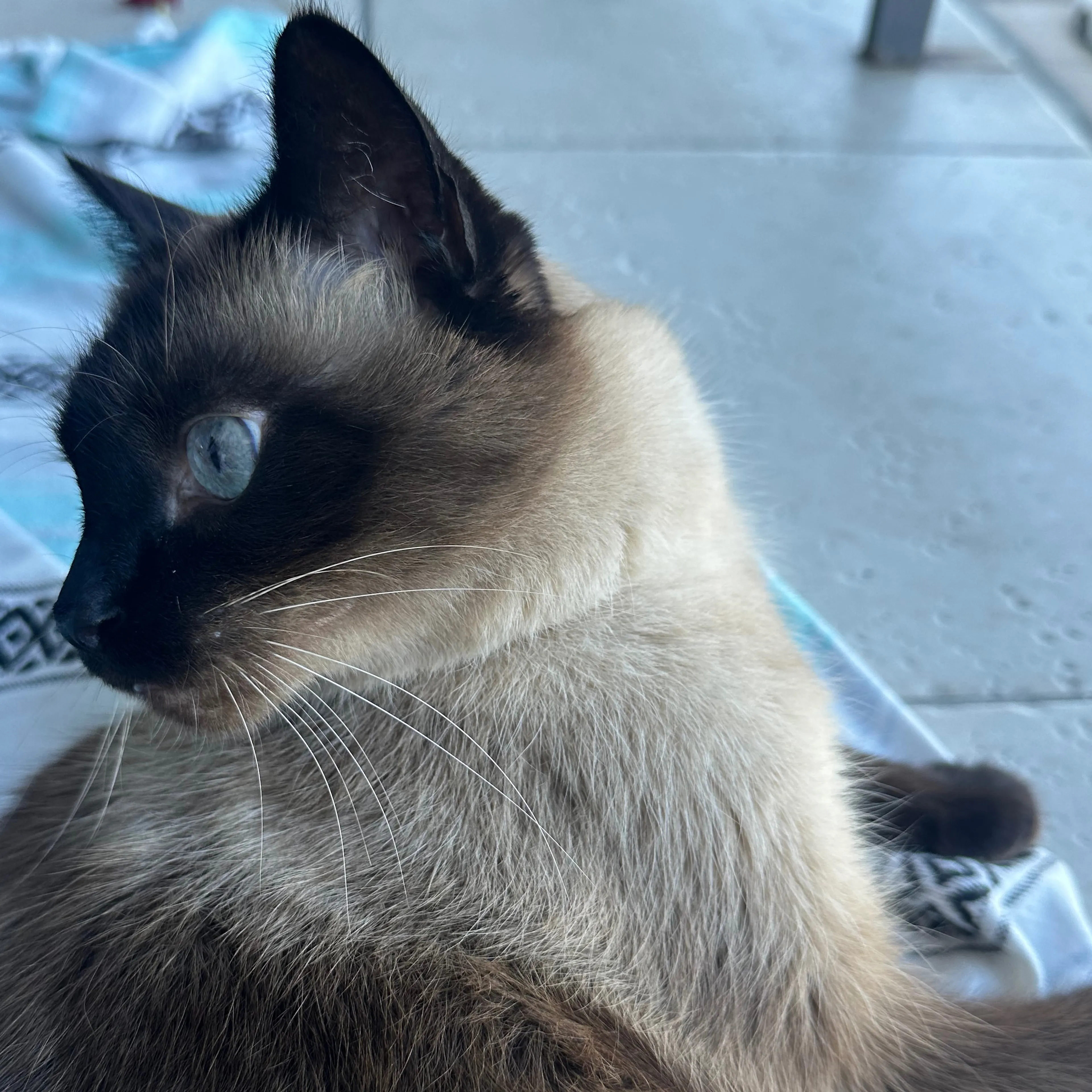 Lost pet-3