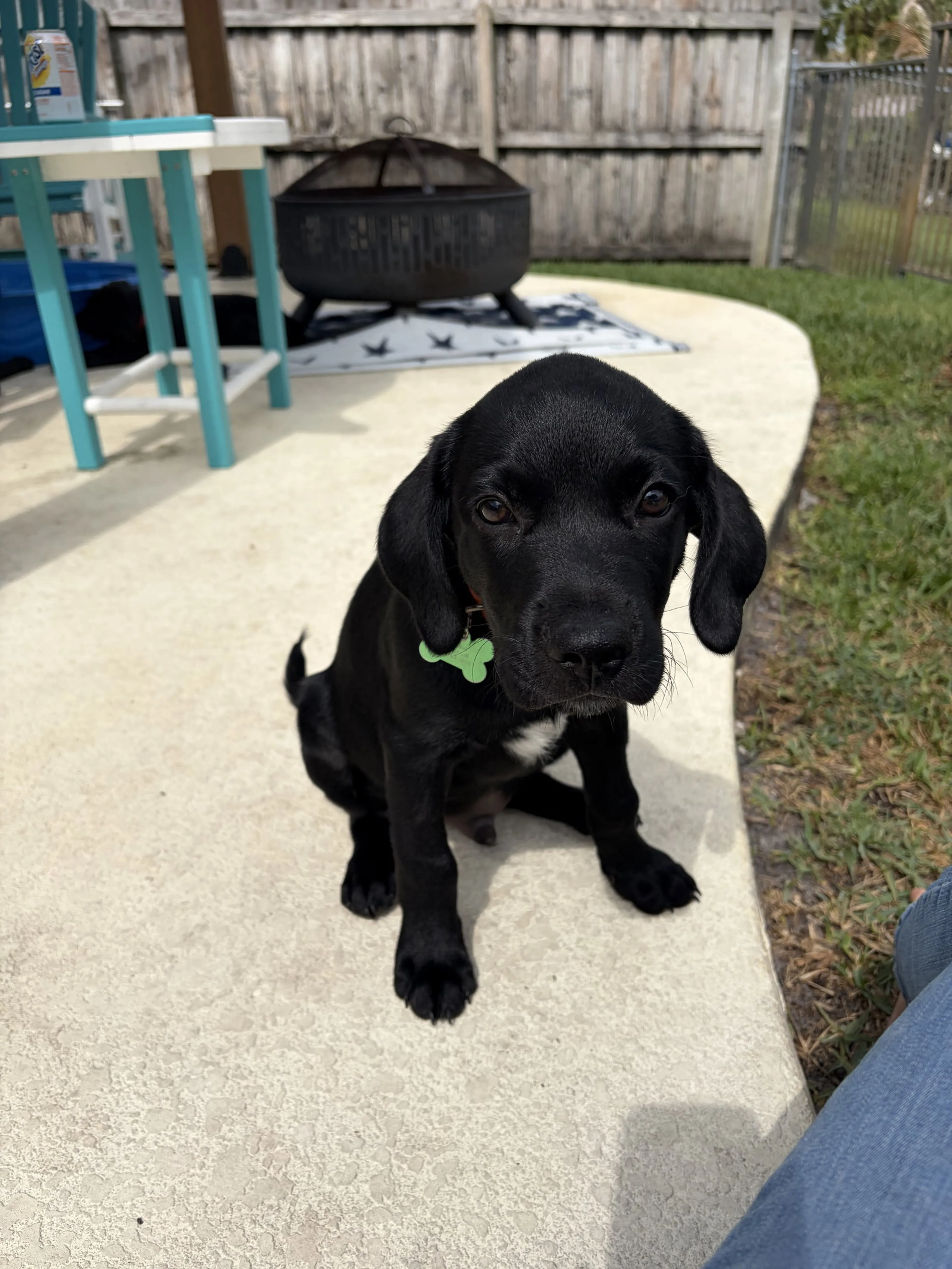 Found pet-2