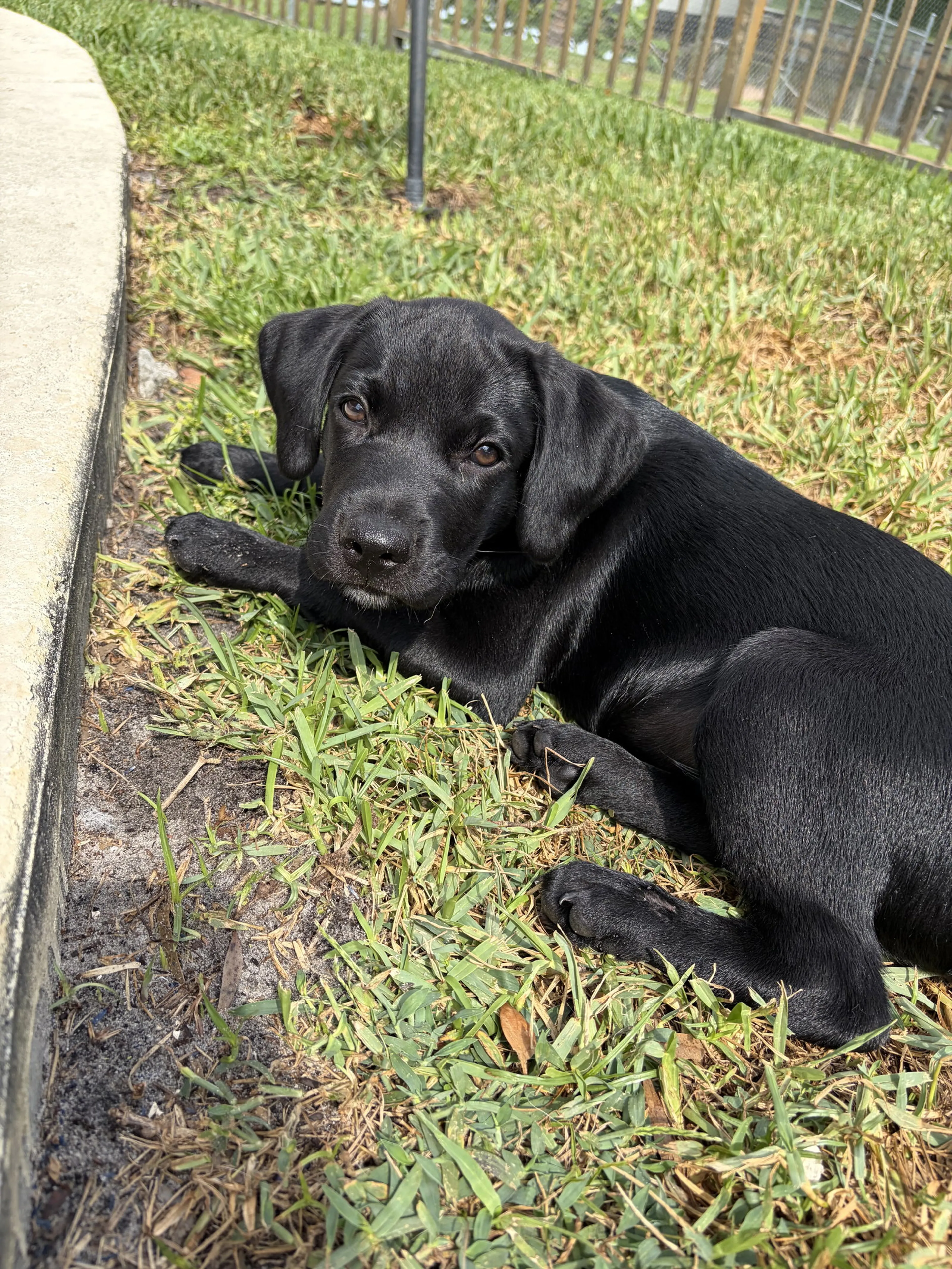 Found pet-0