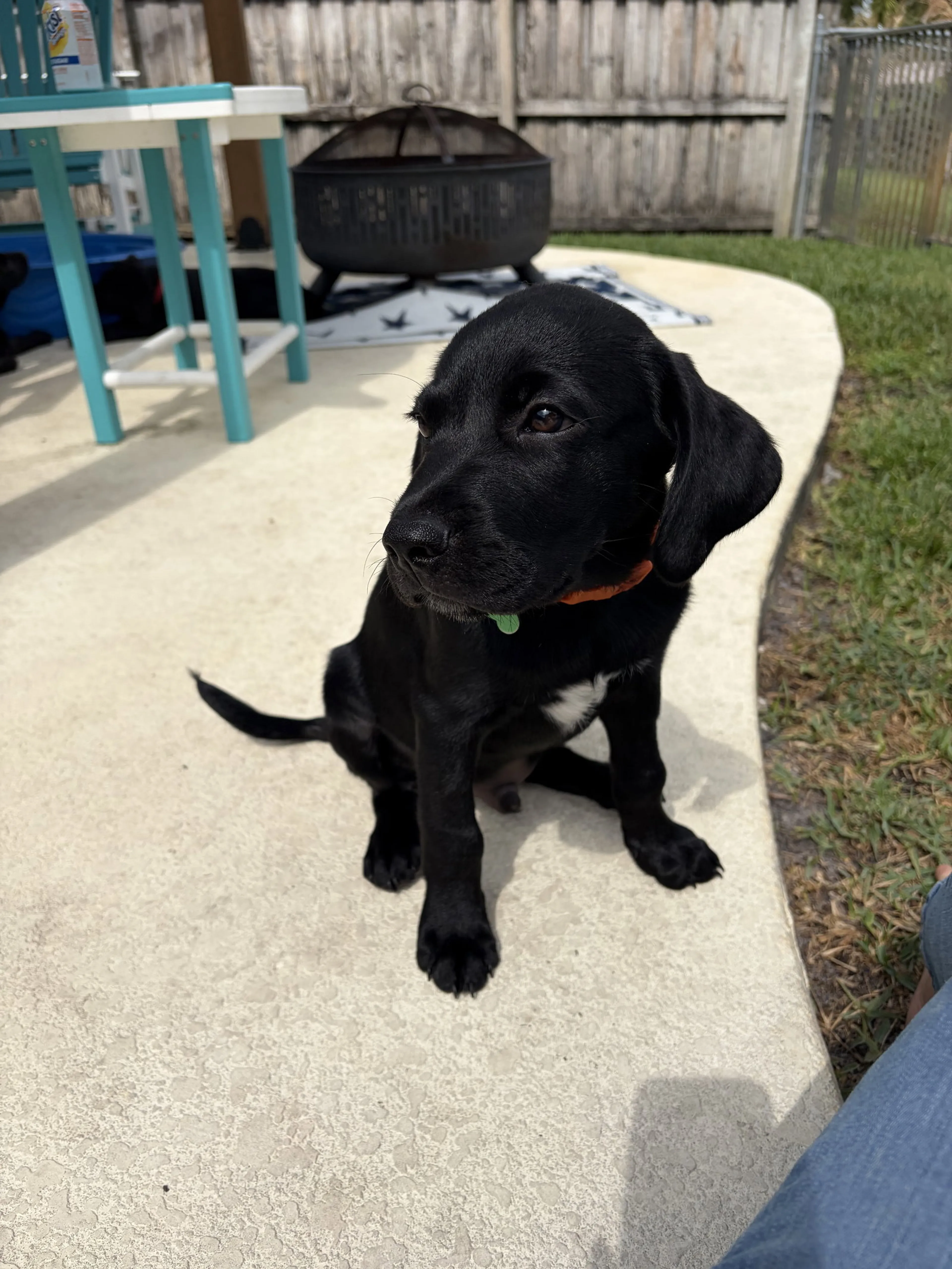 Found pet-3