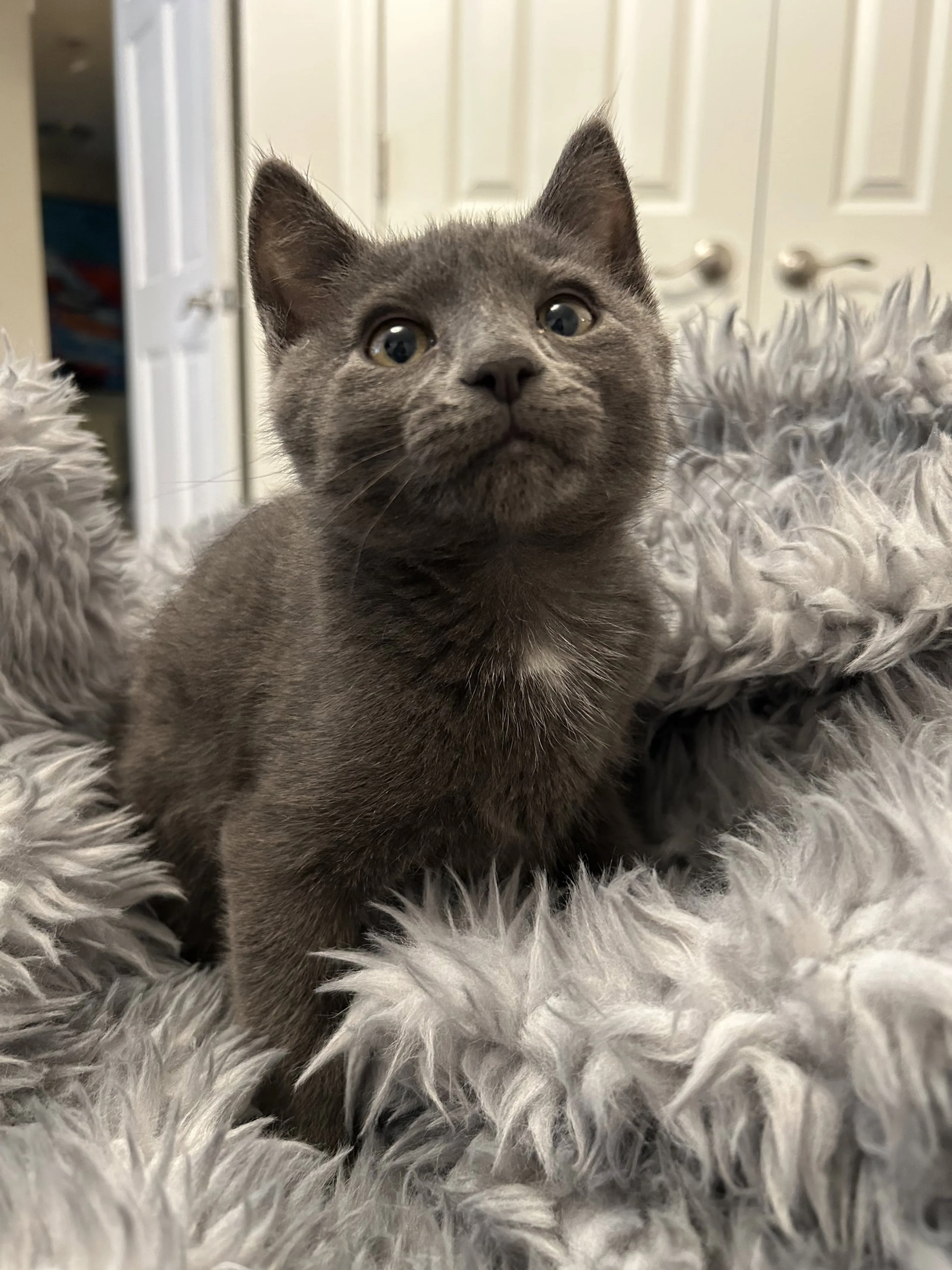 Found pet-0