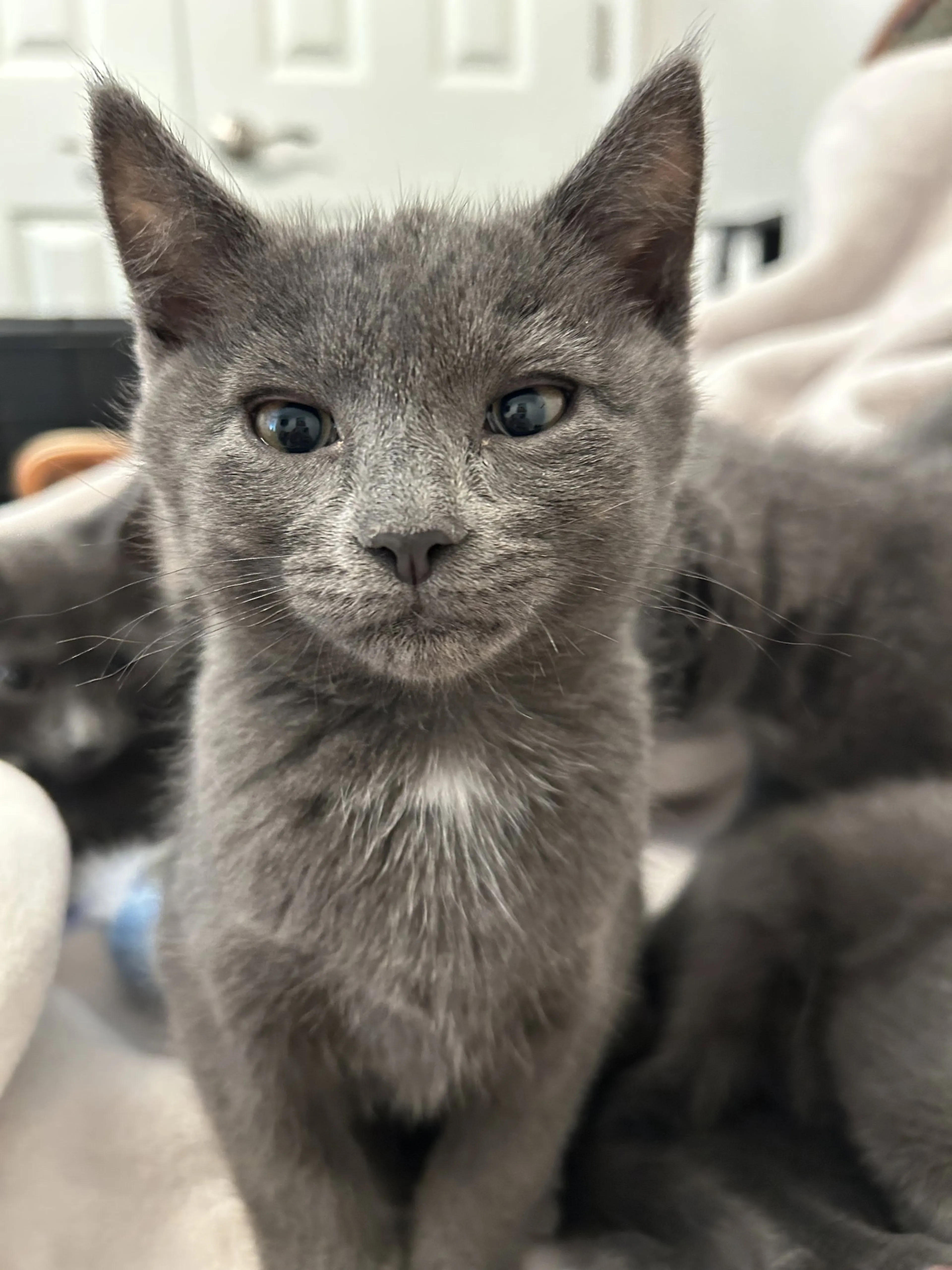 Found pet-1