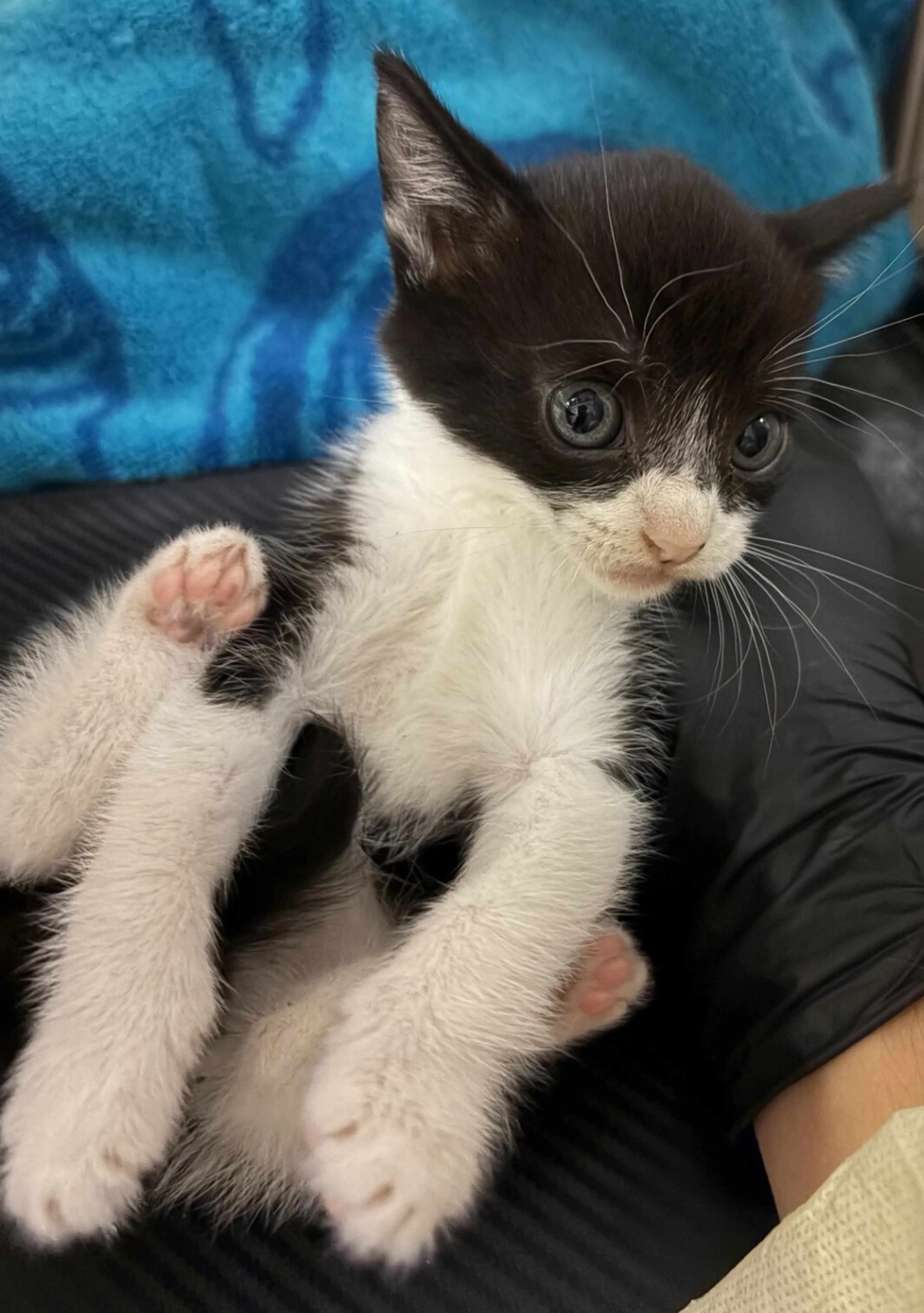 Found pet