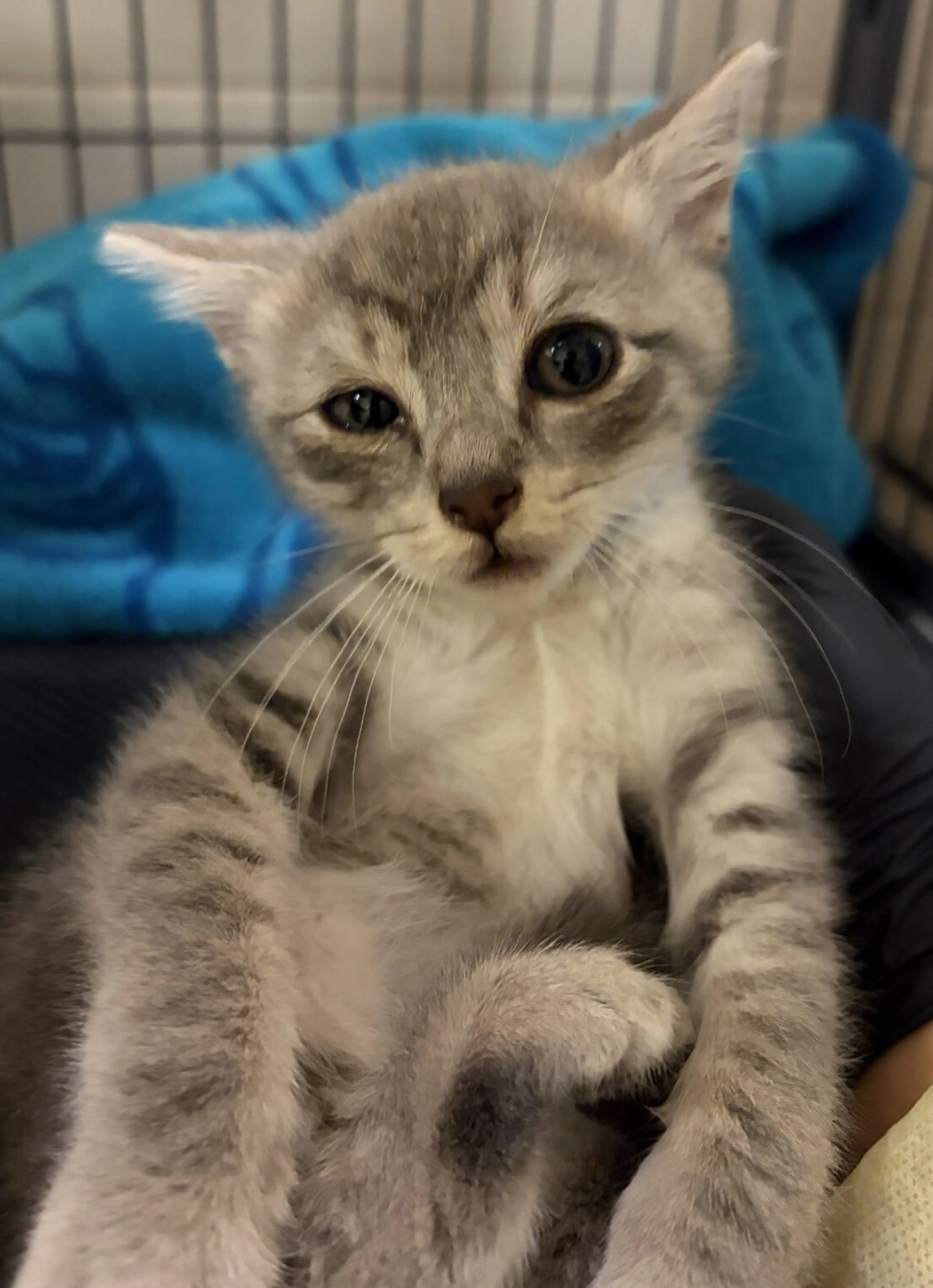 Found pet