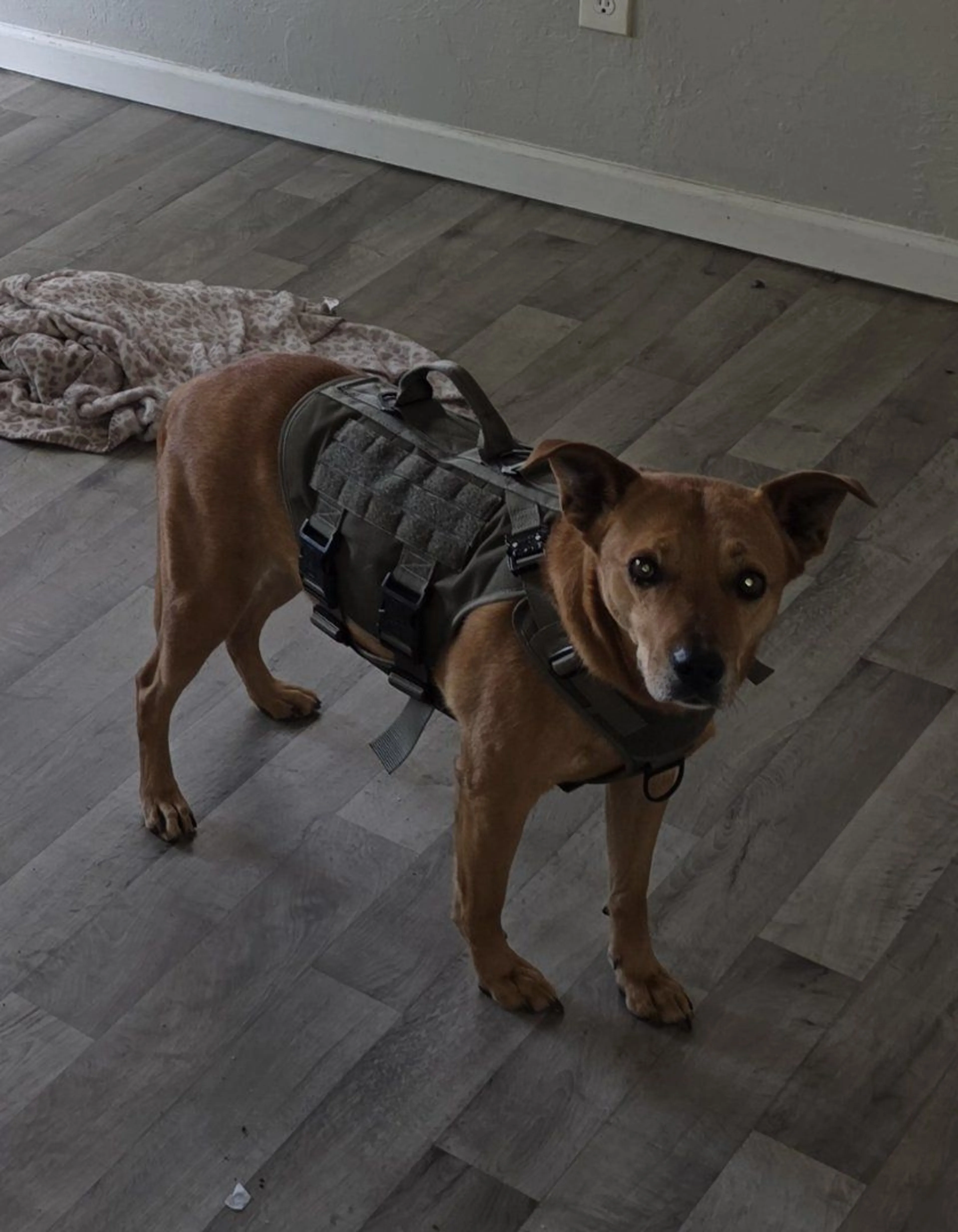 Lost pet-2