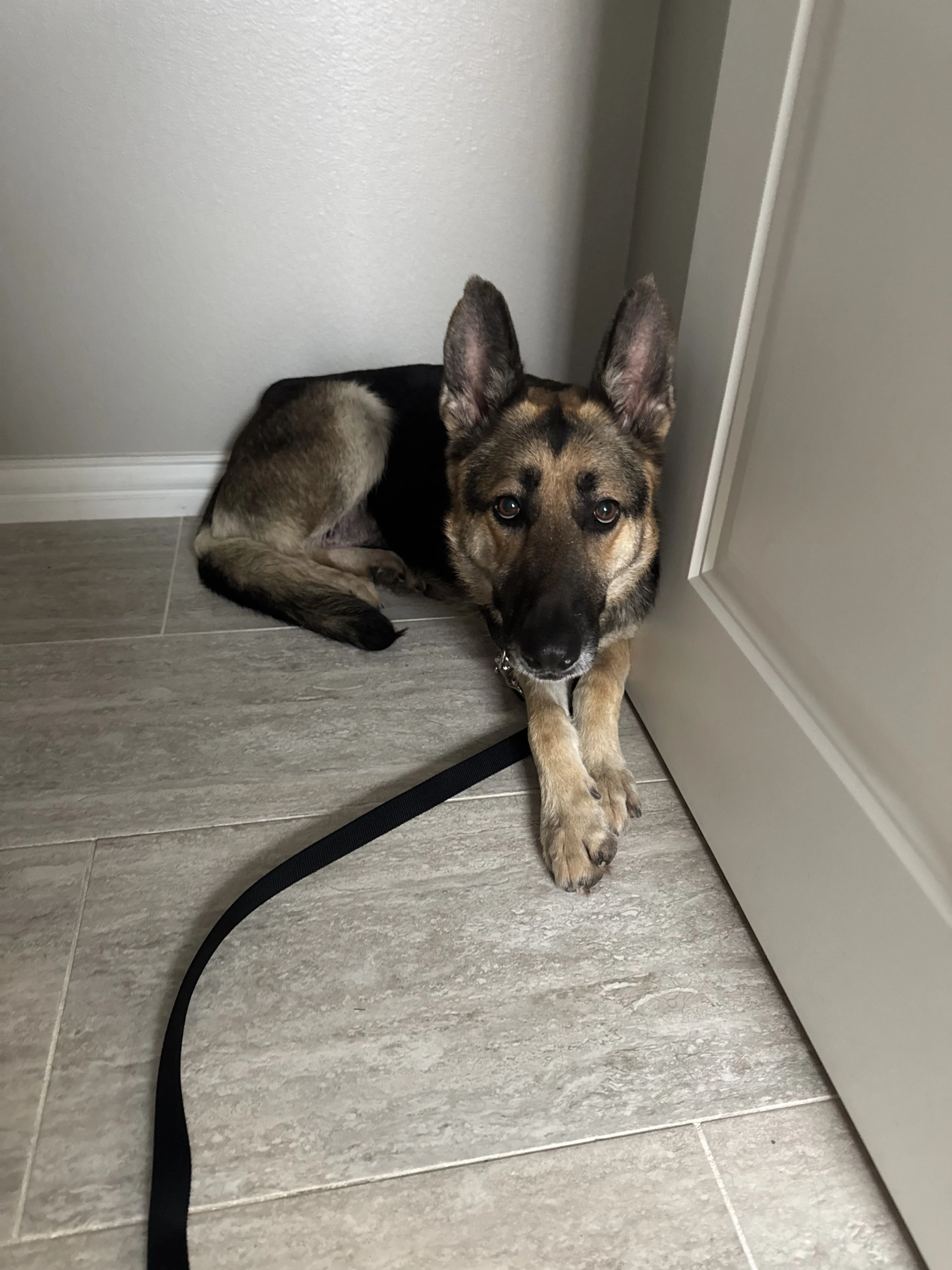 Lost pet-3