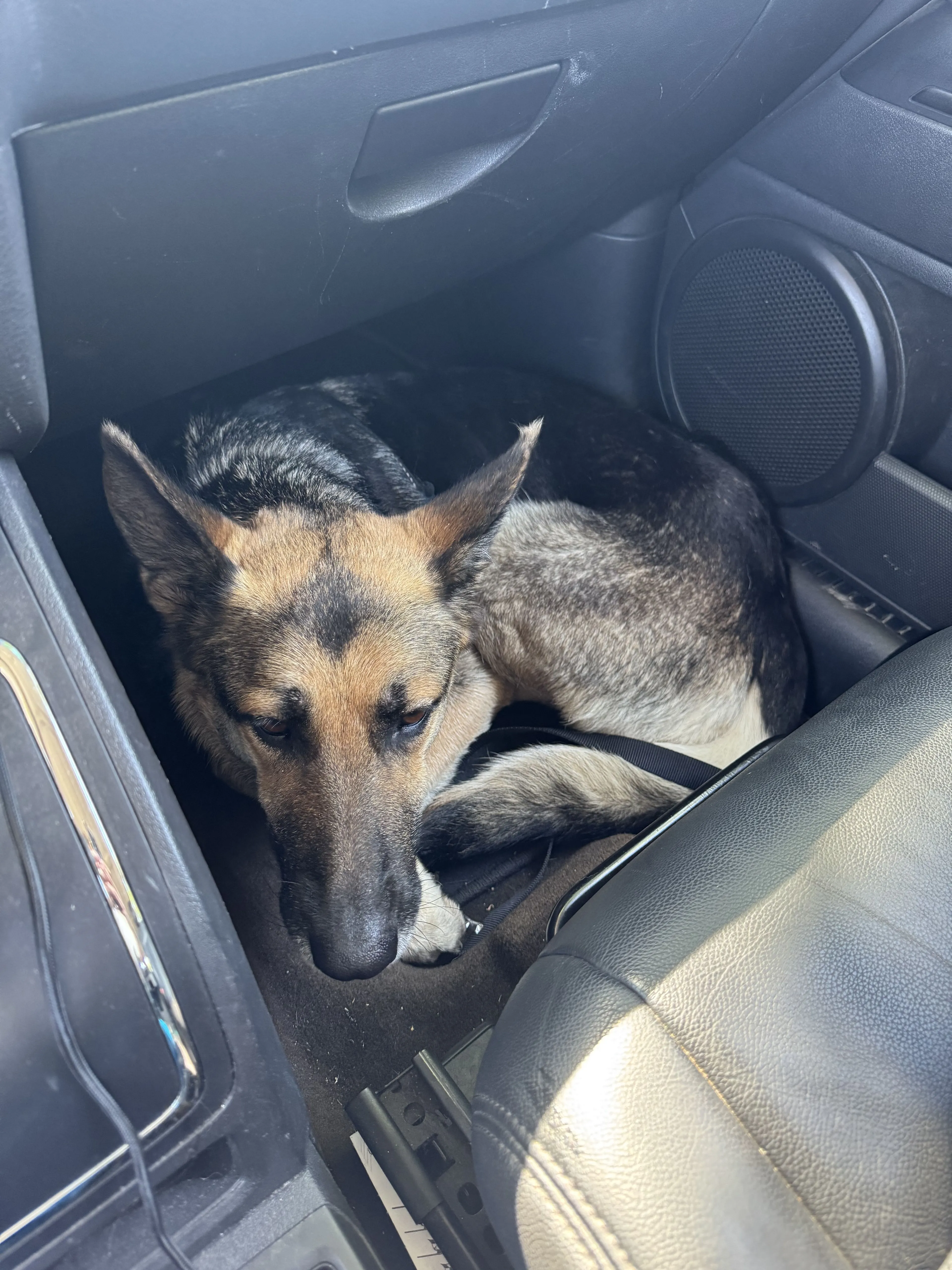 Lost pet-2