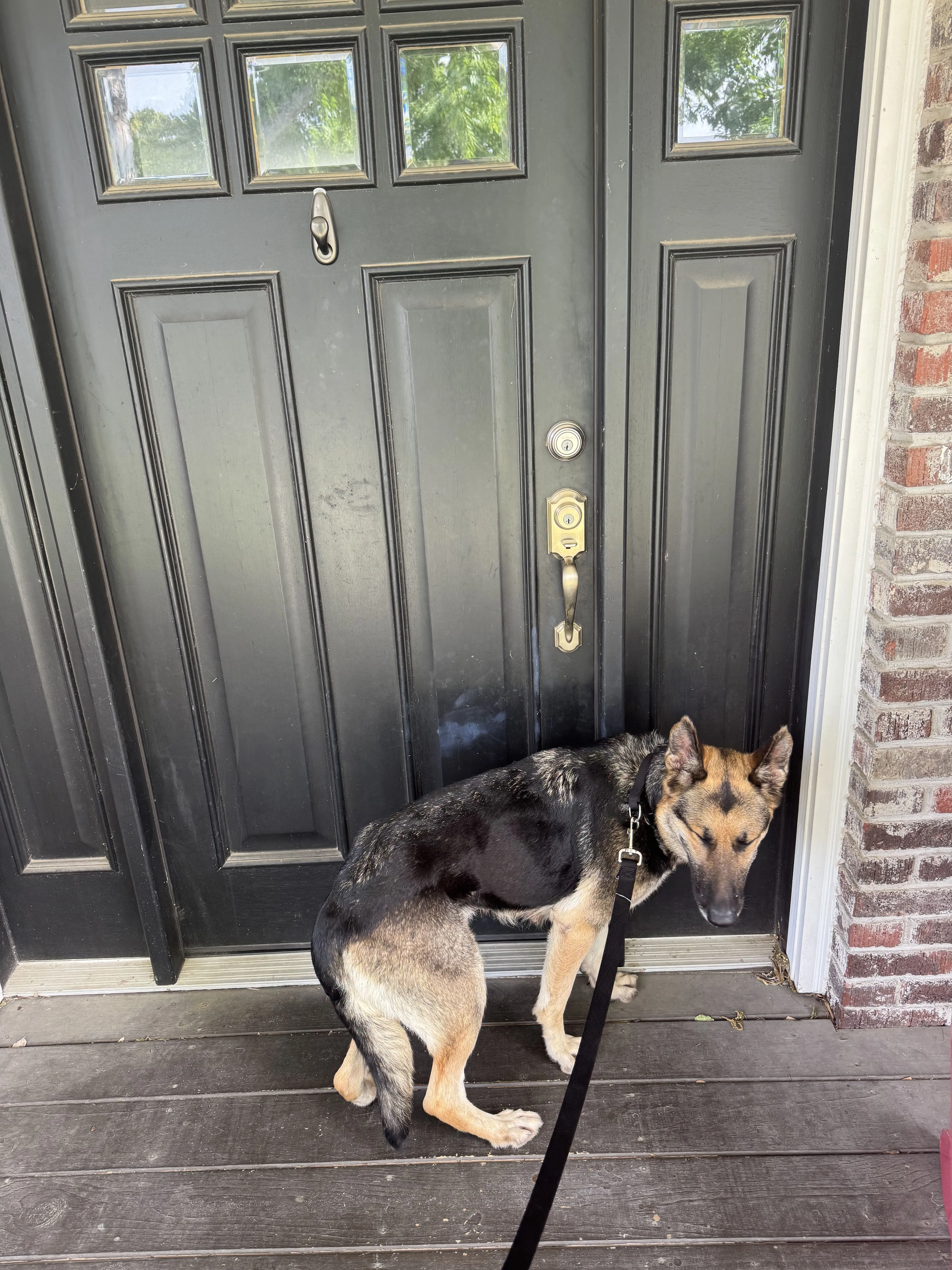 Lost pet-4