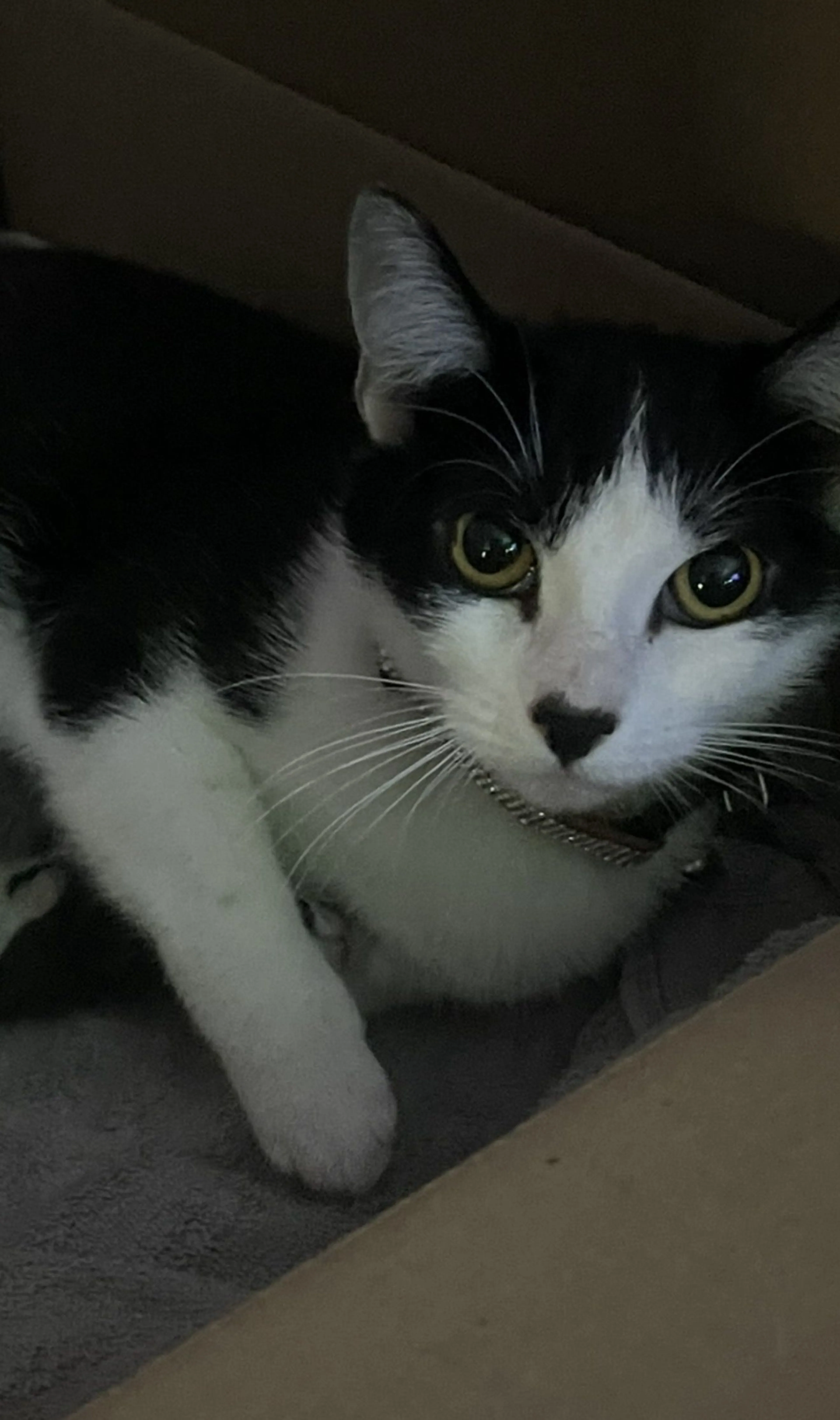 Lost pet-2