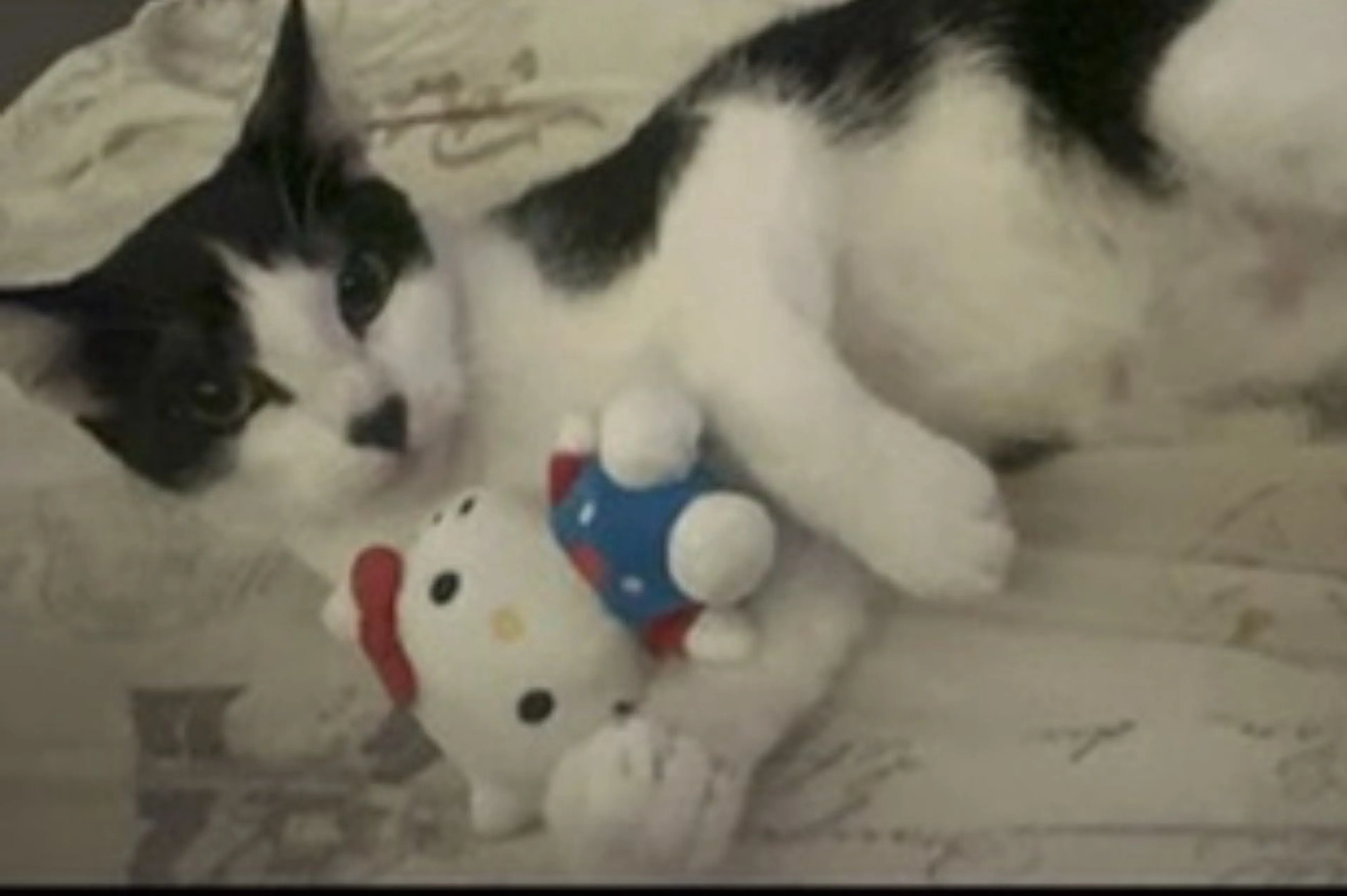 Lost pet-0