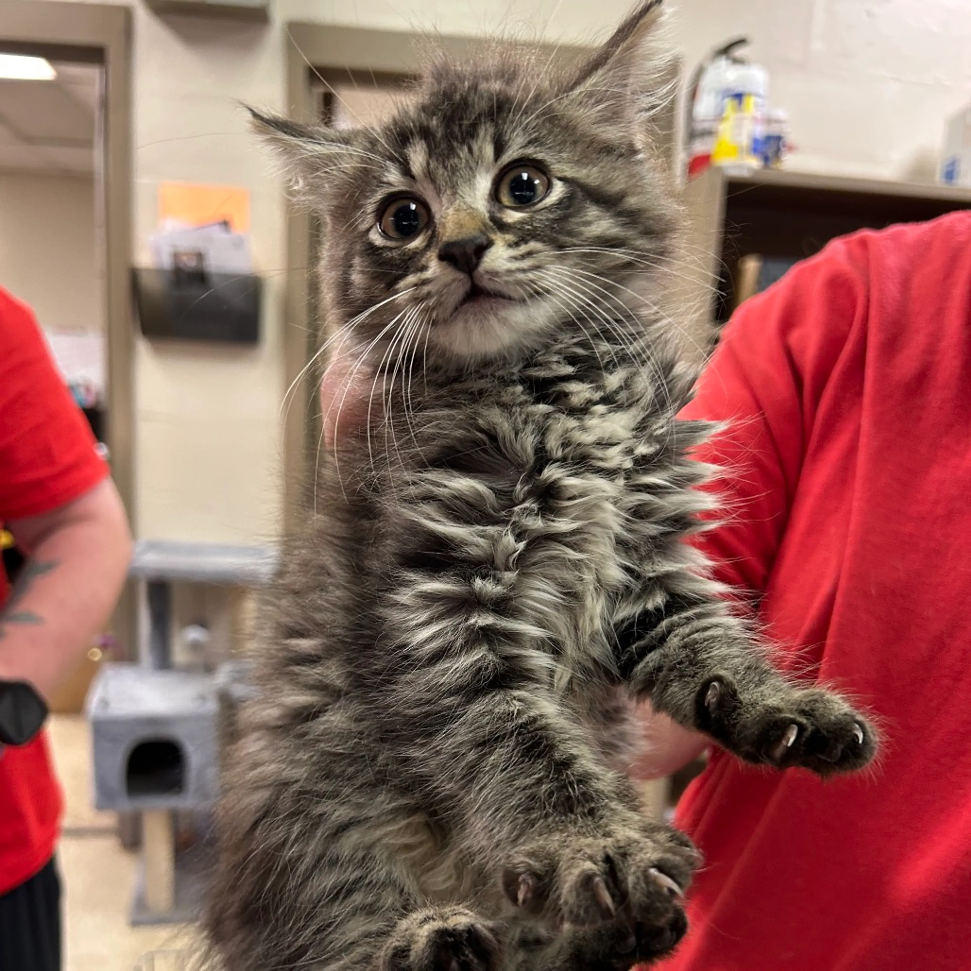 Found pet