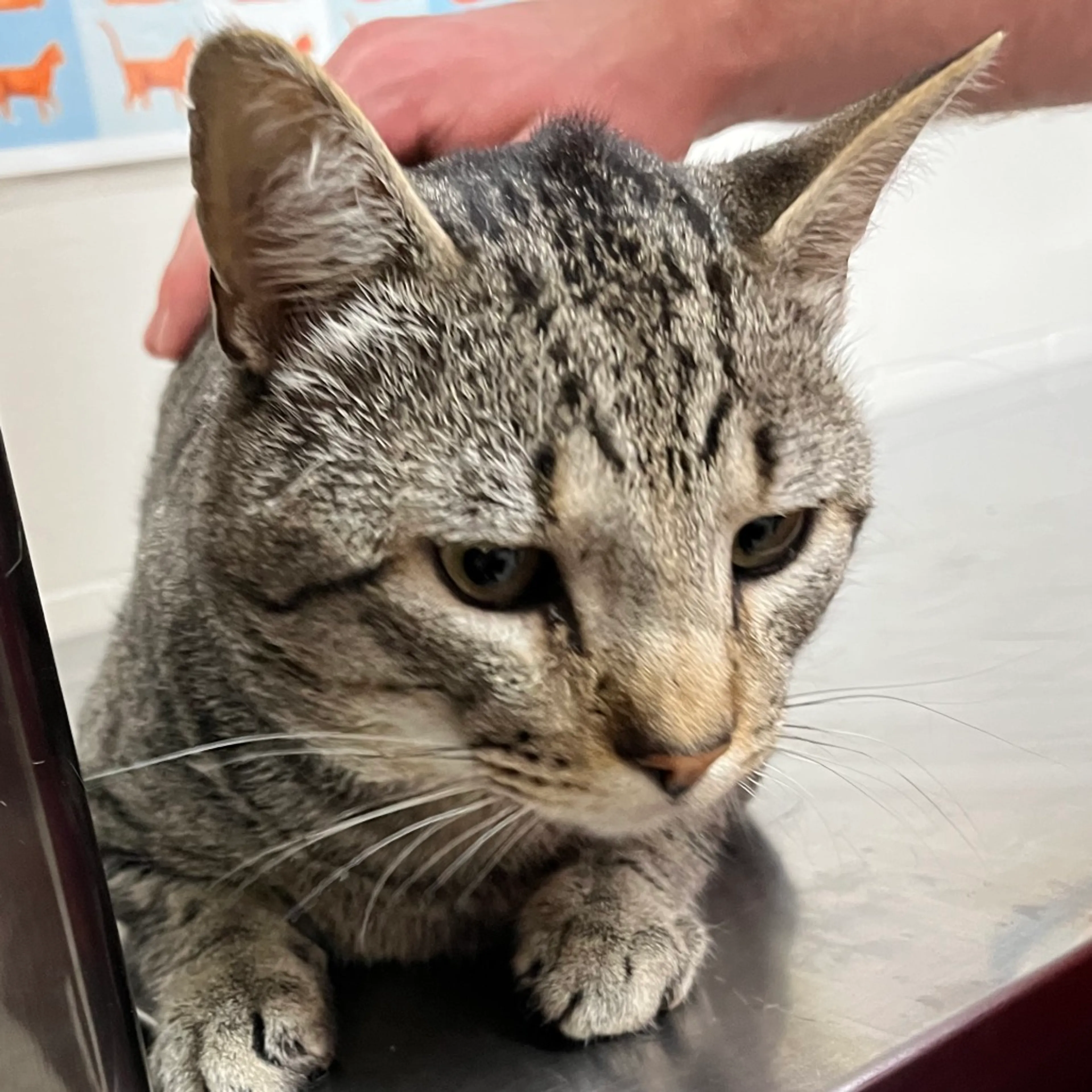 Found pet