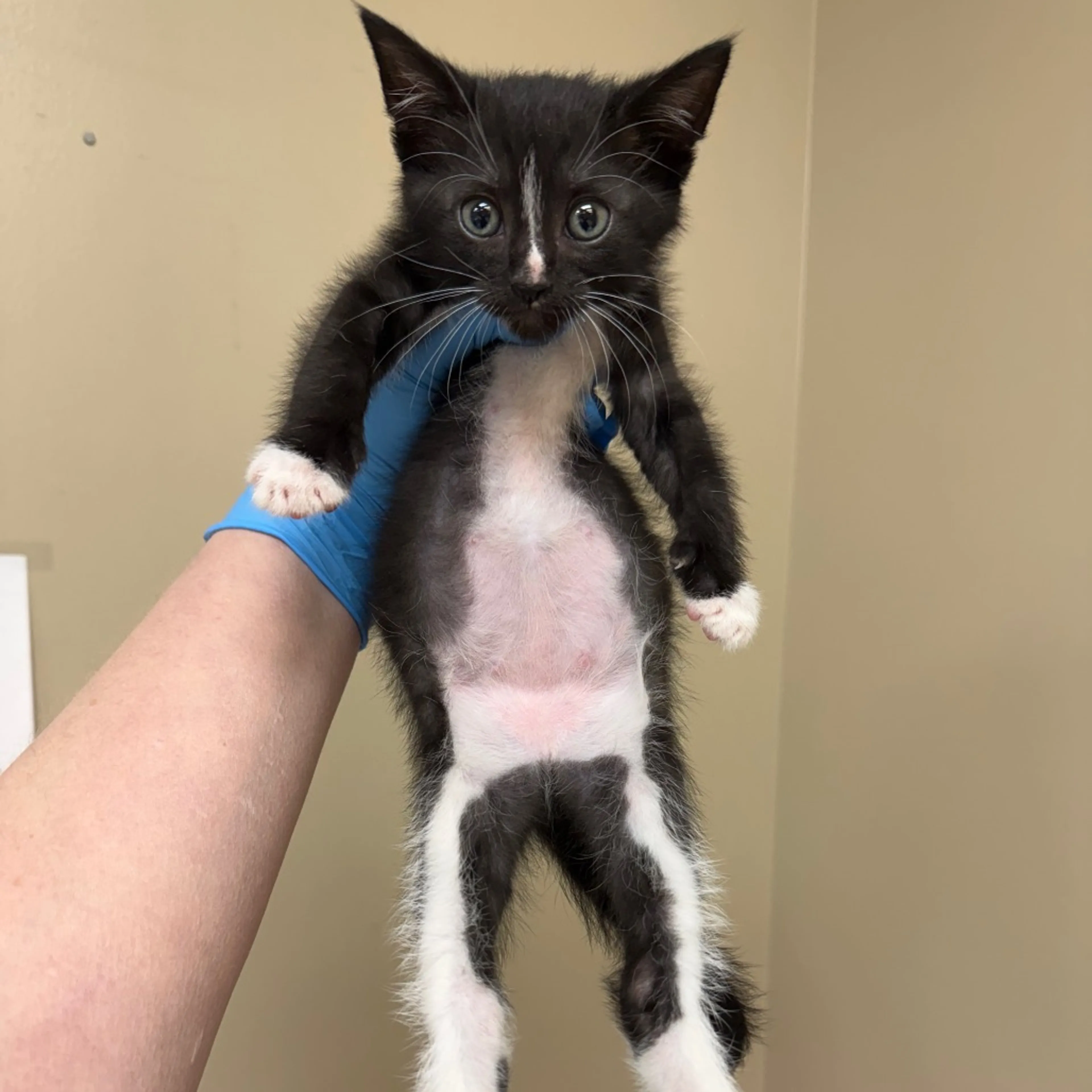 Found pet-0