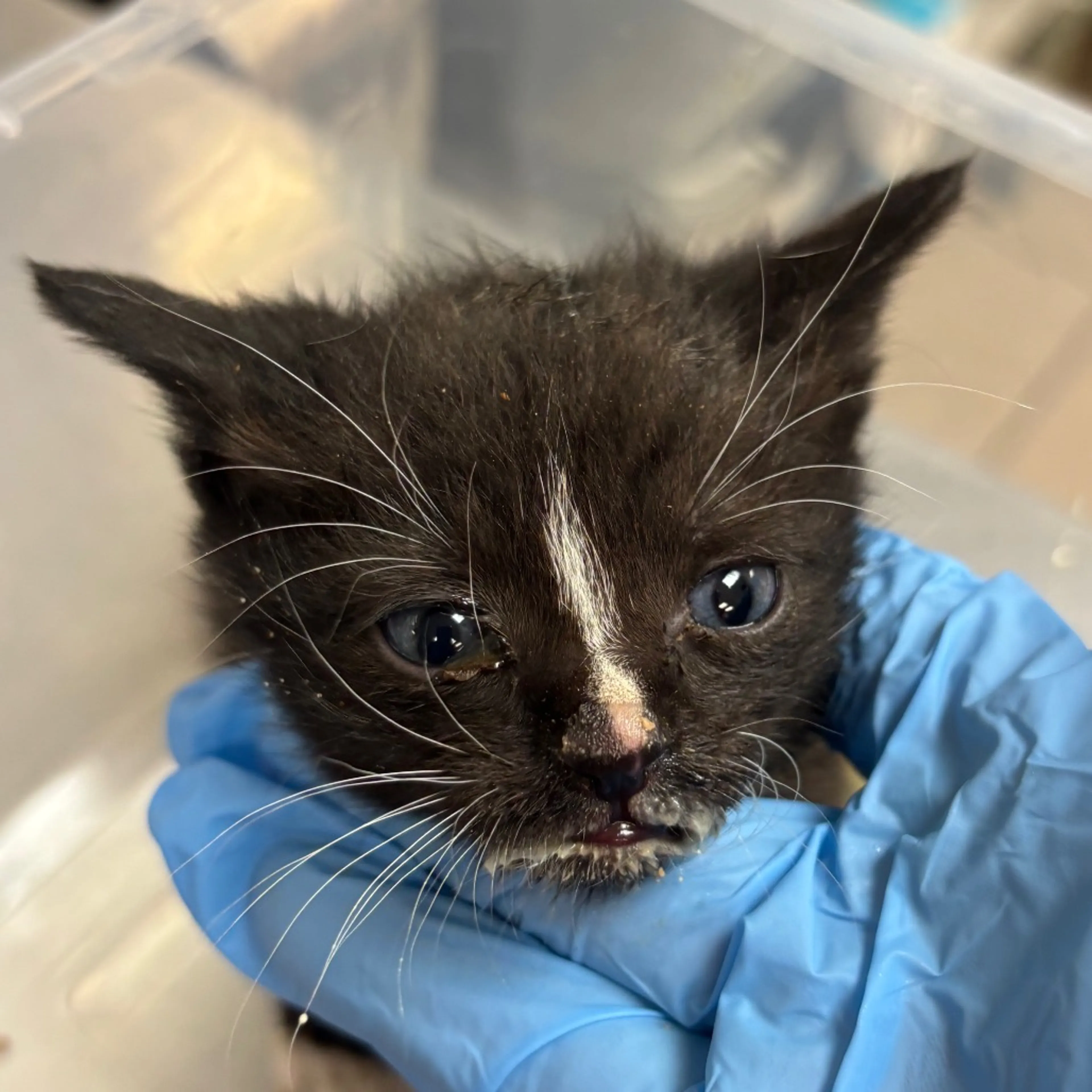 Found pet-1