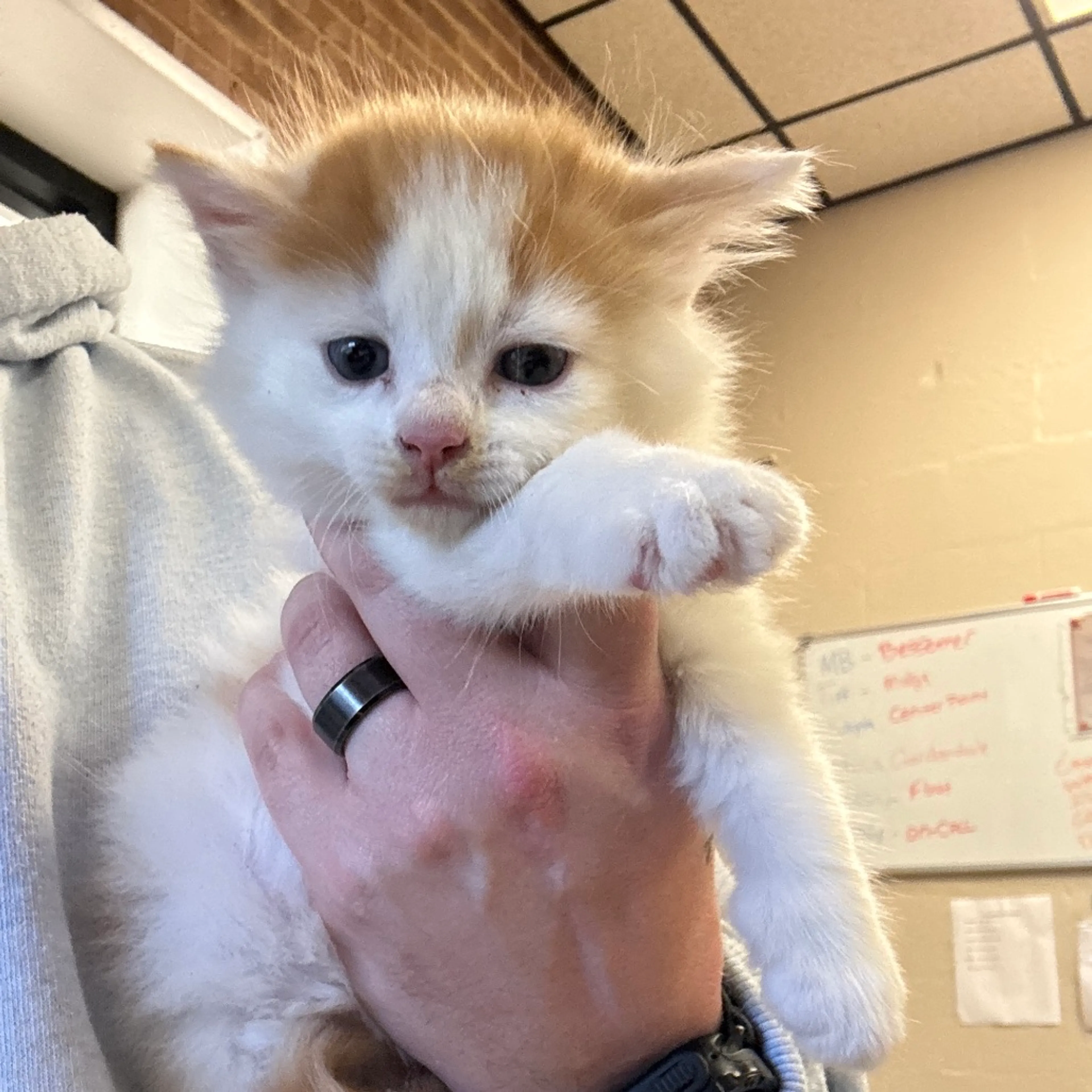 Found pet-1