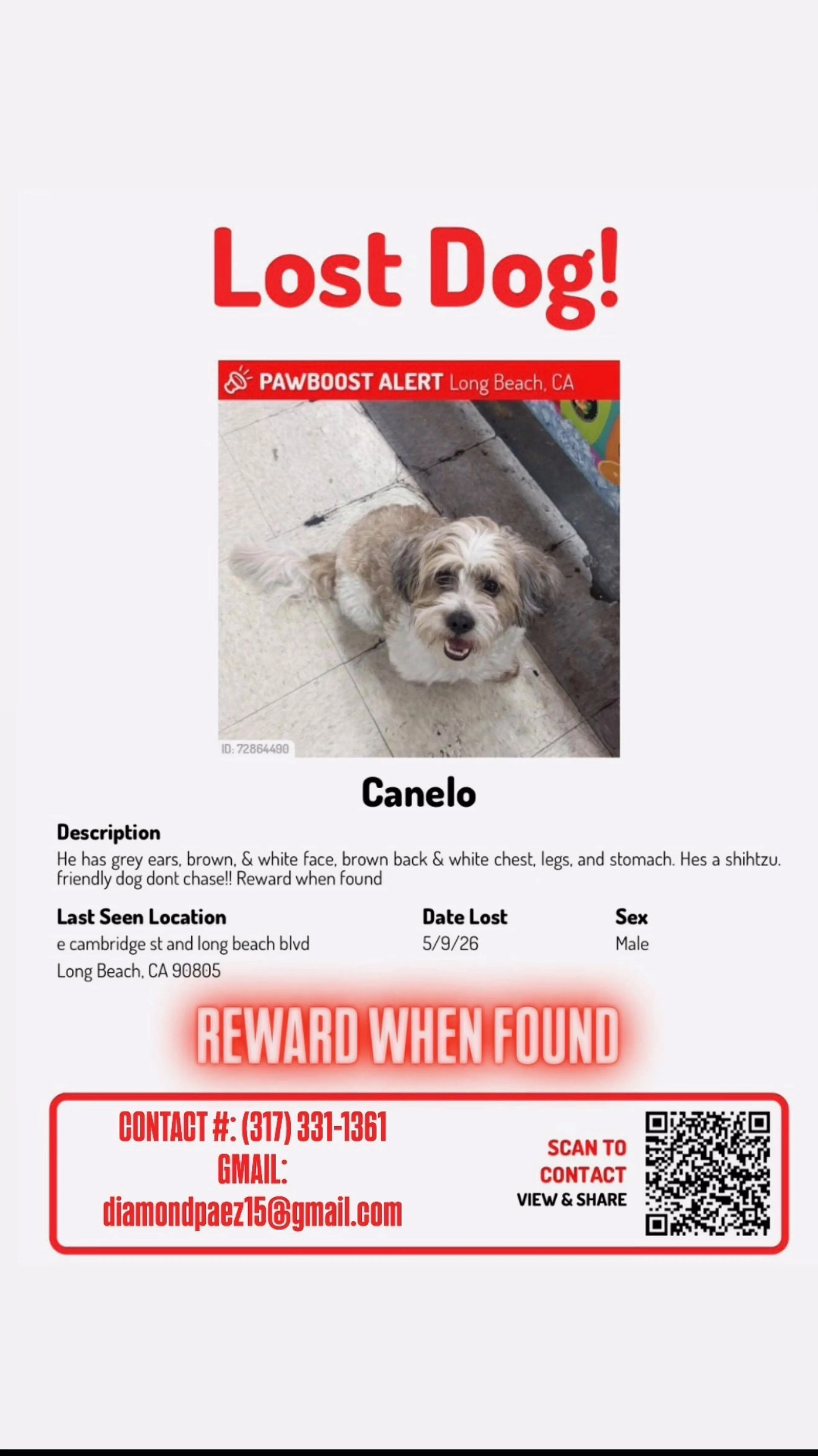 Lost pet-0