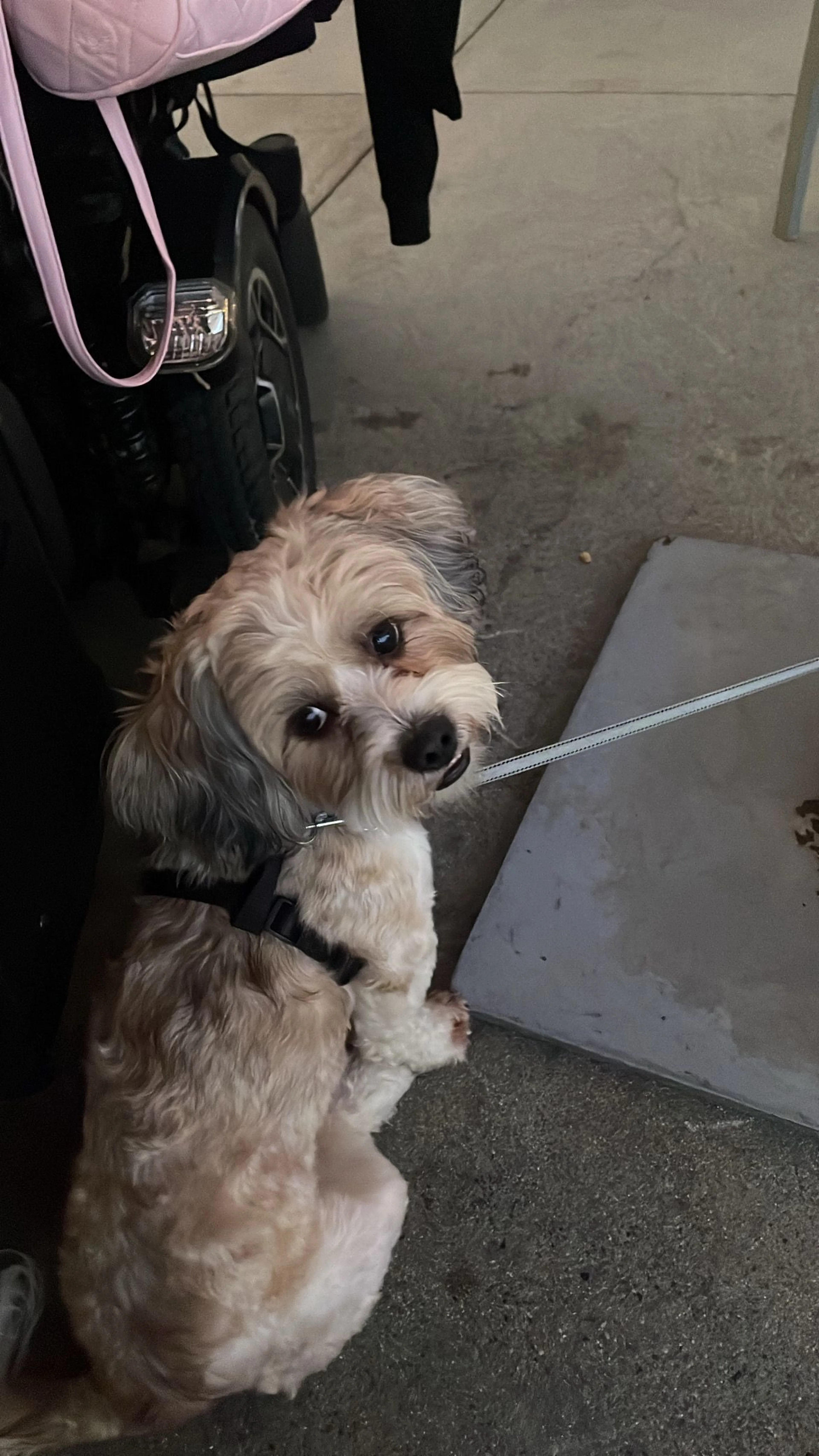 Lost pet-2