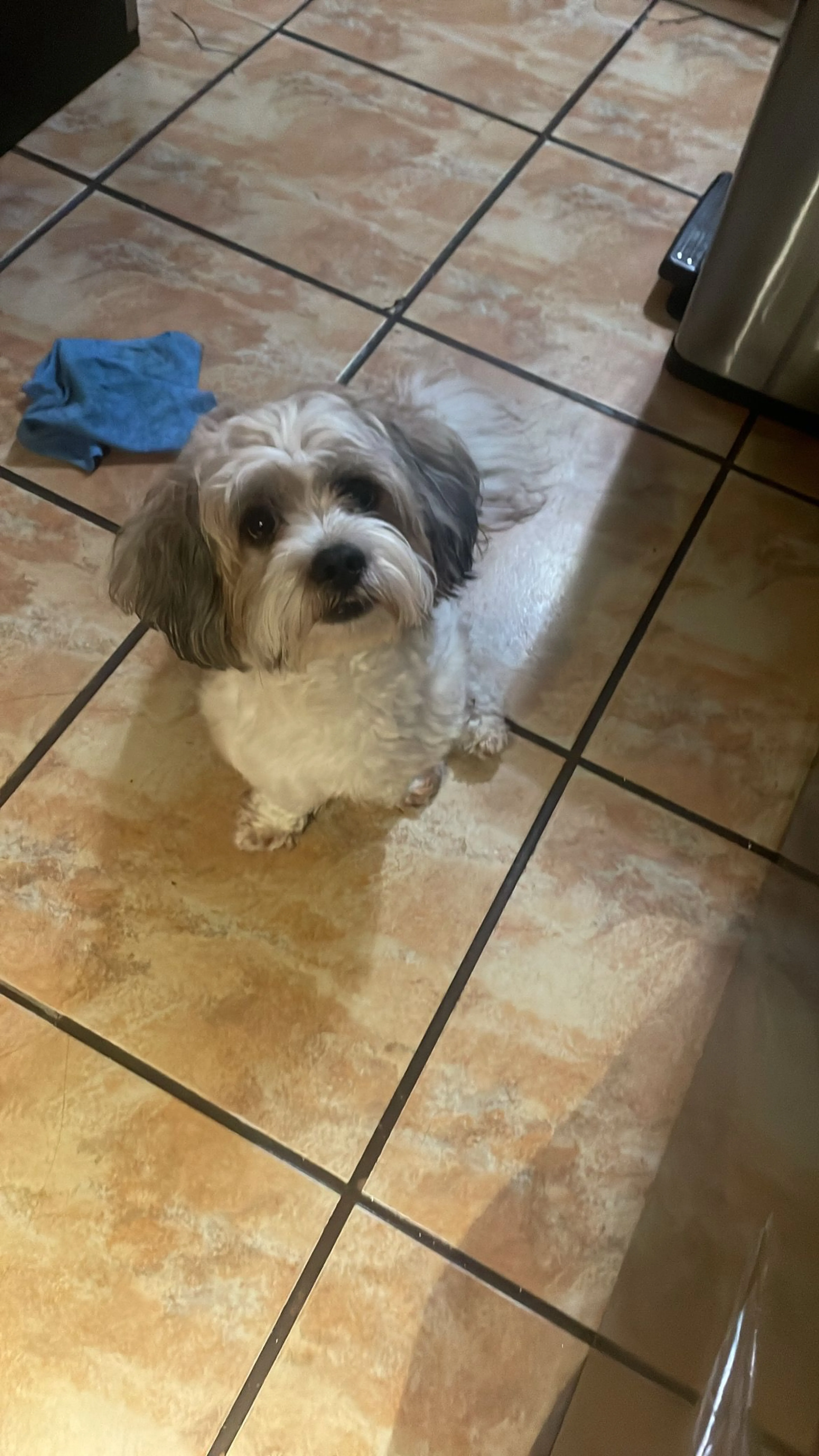 Lost pet-1
