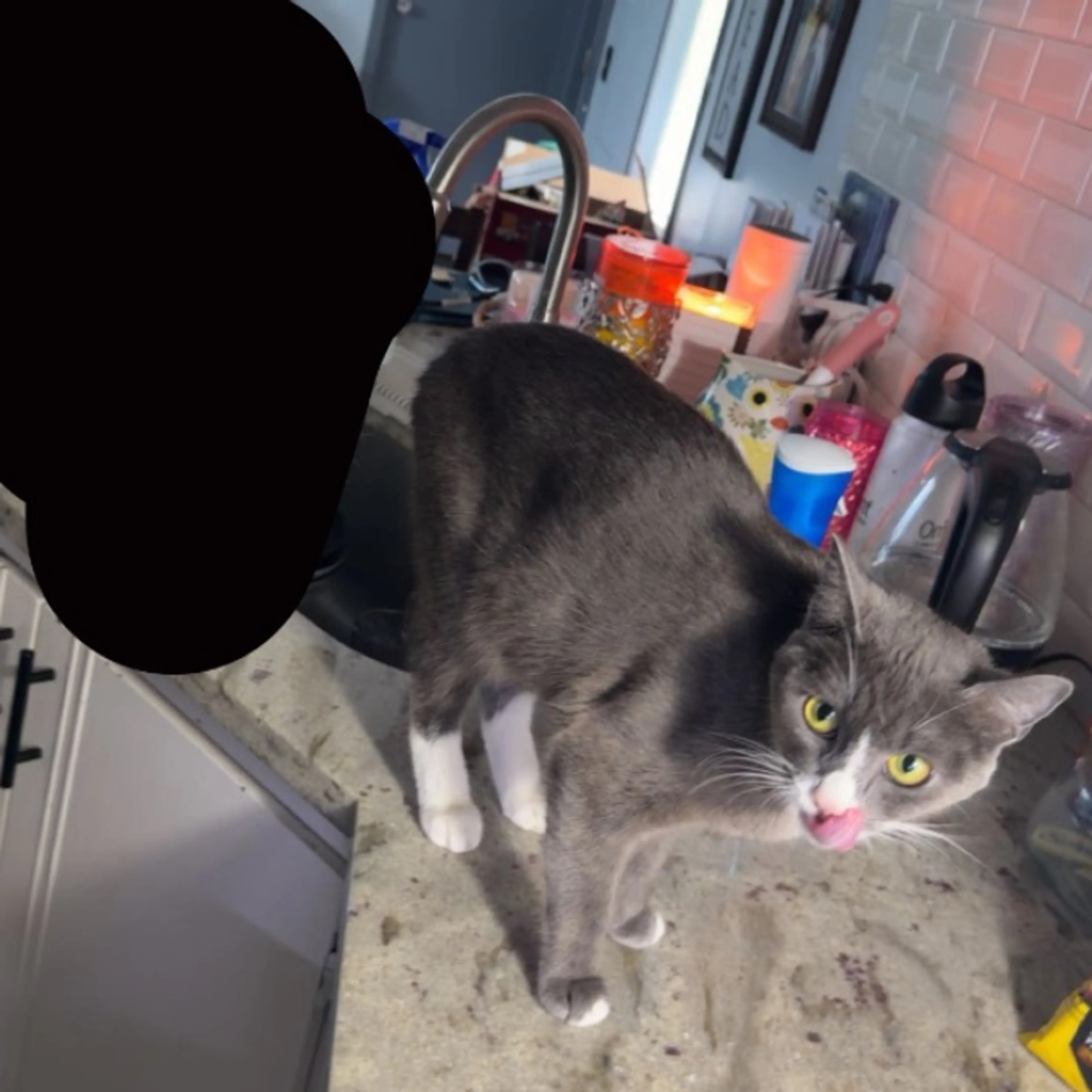 Lost pet-0
