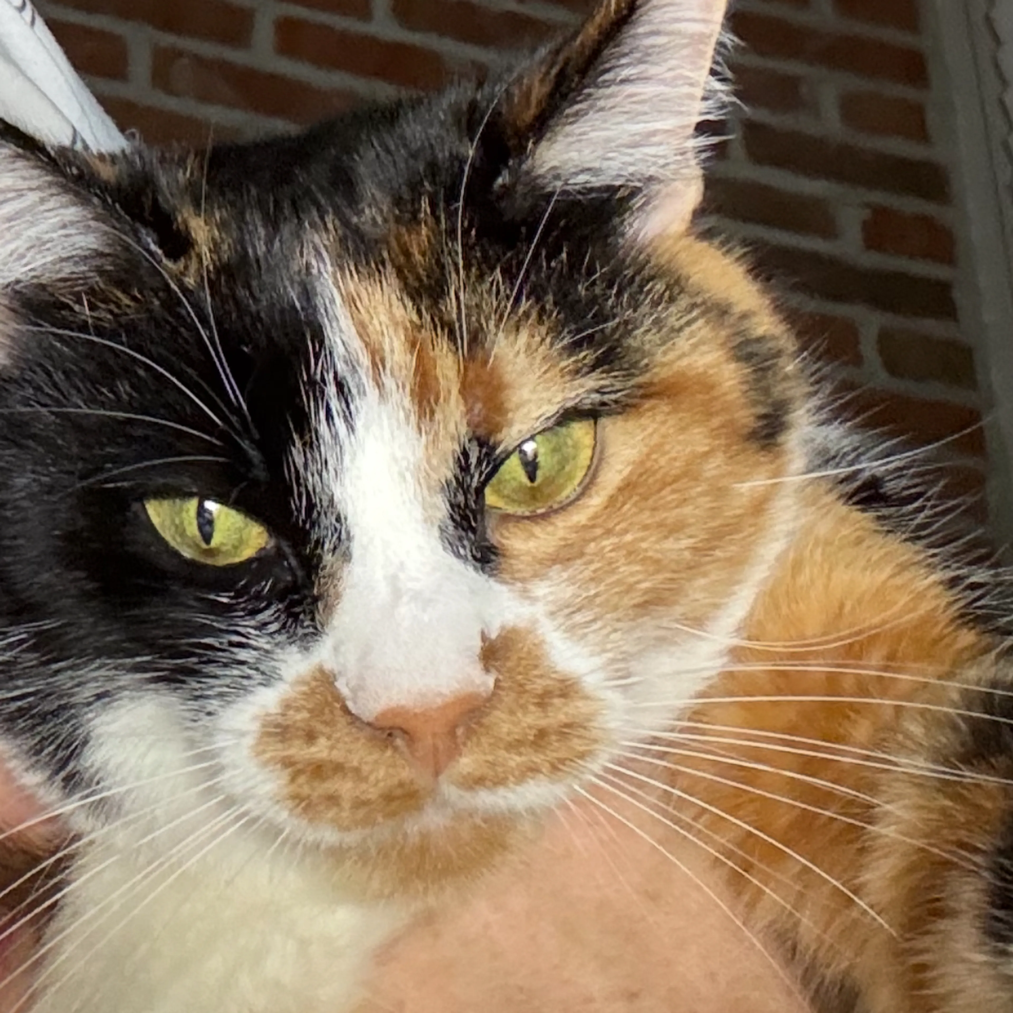 Lost pet-2