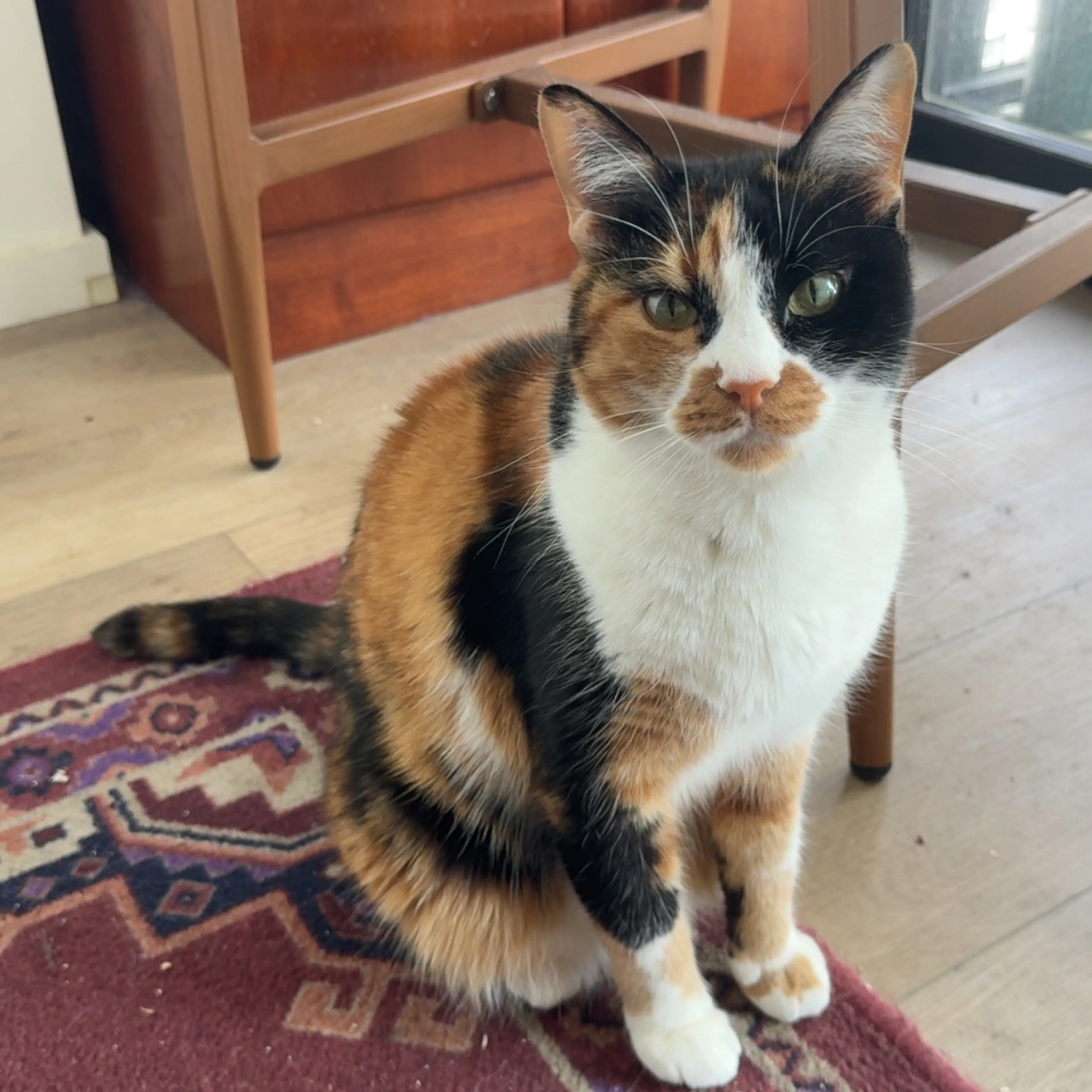 Lost pet-1