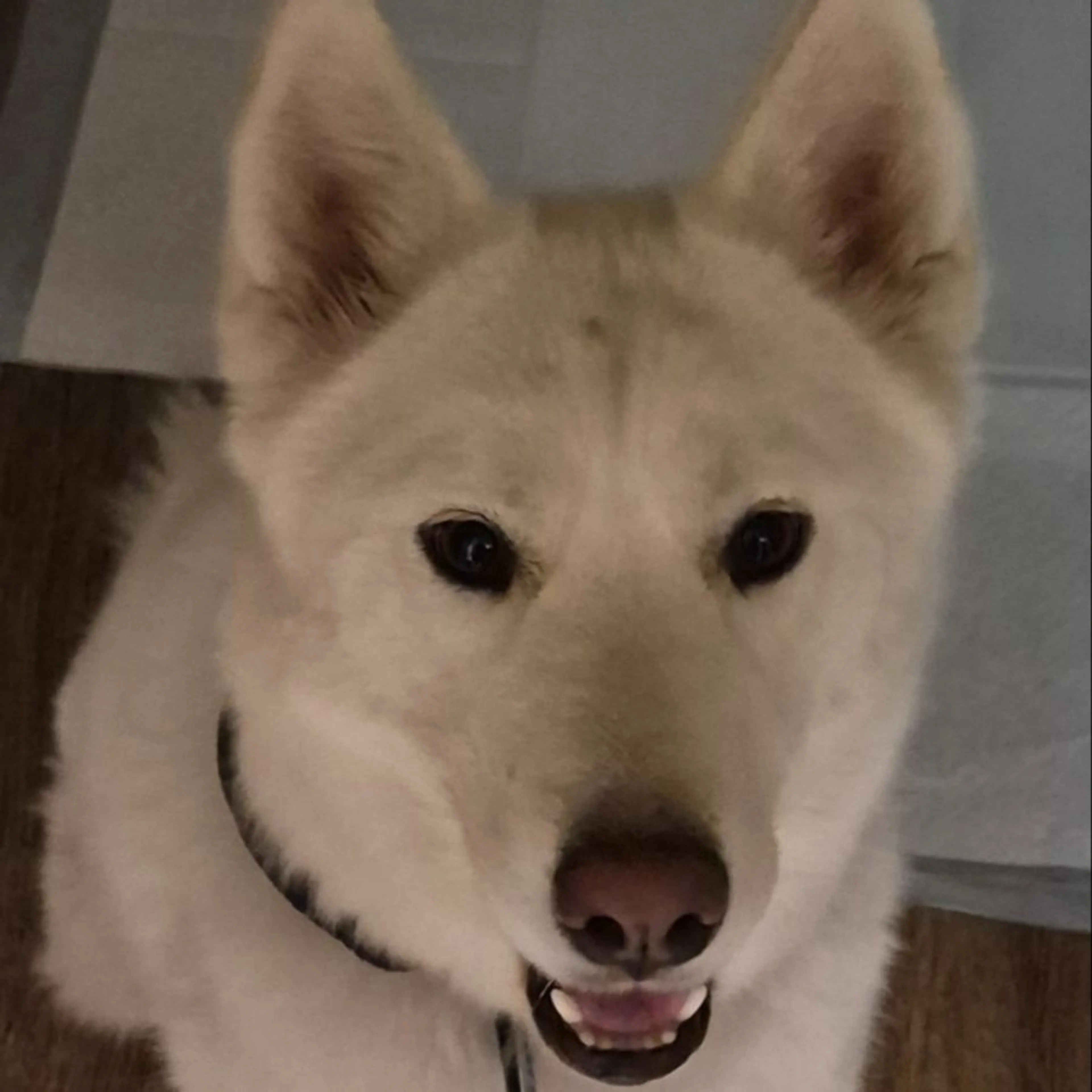 Found pet