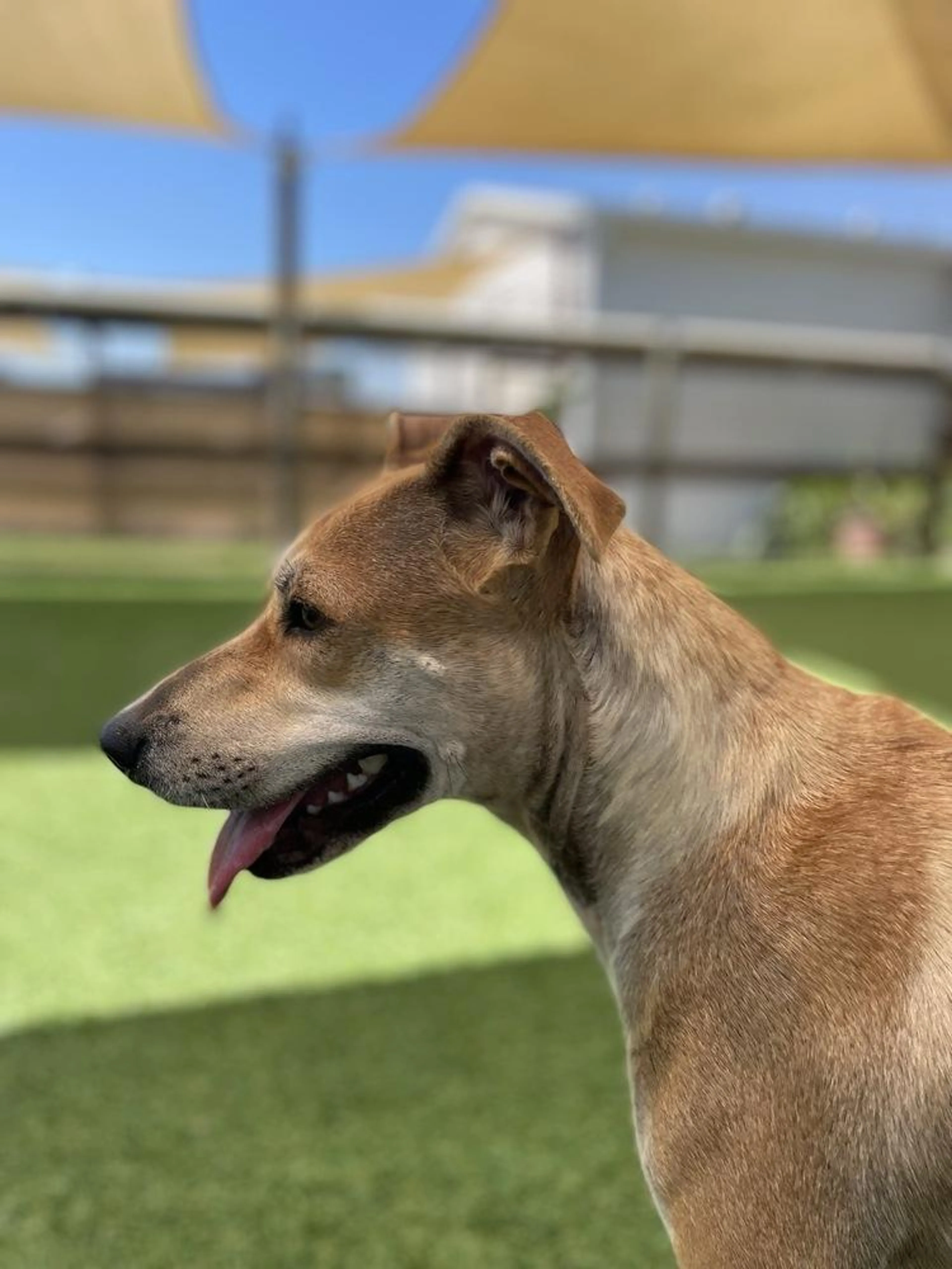 Found pet-1