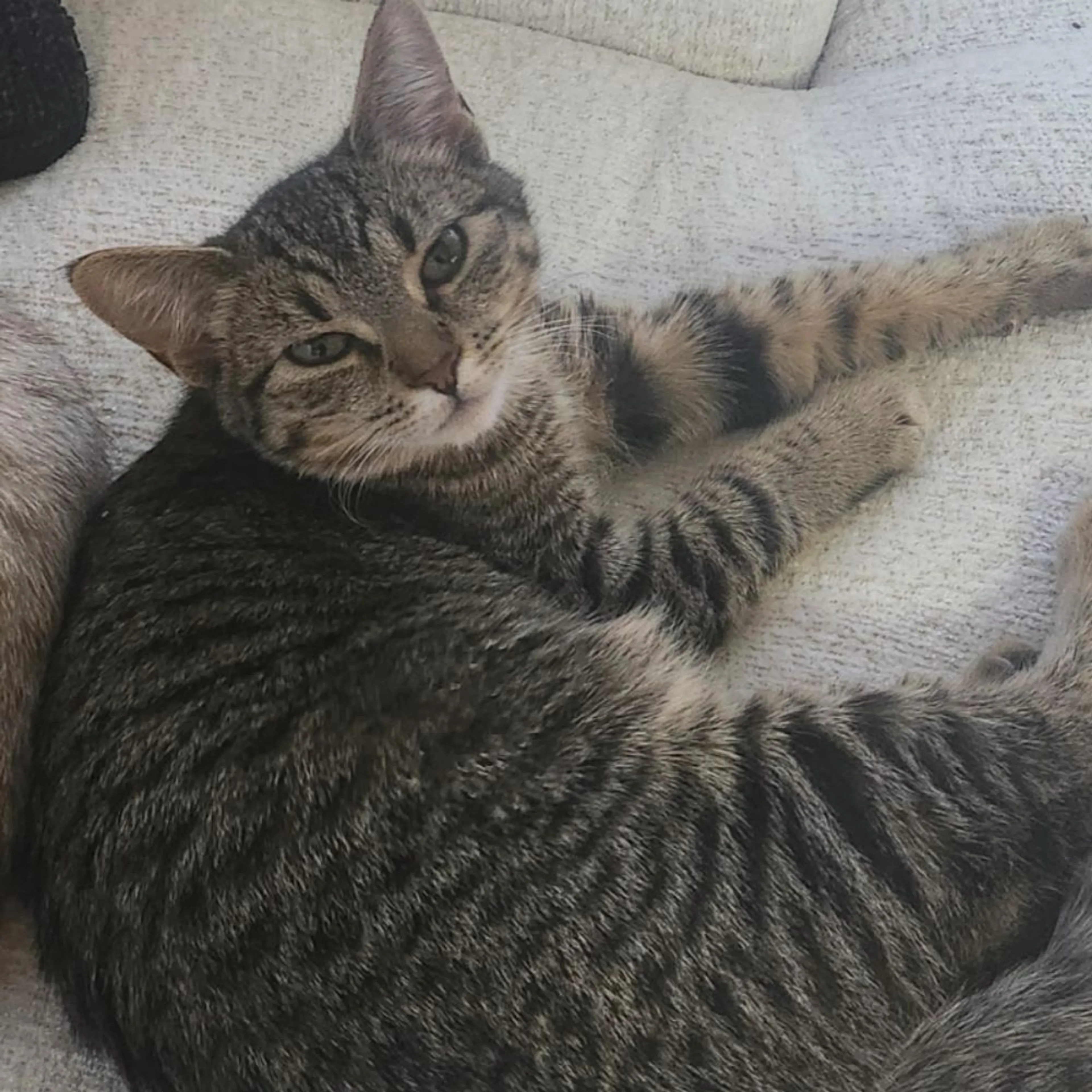 Lost pet